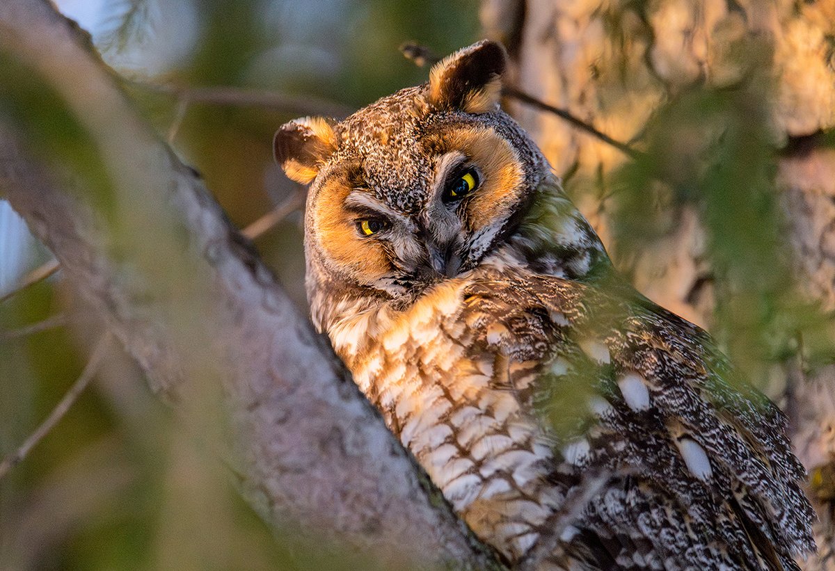 Impression photographique d'un Hibou moyen-duc