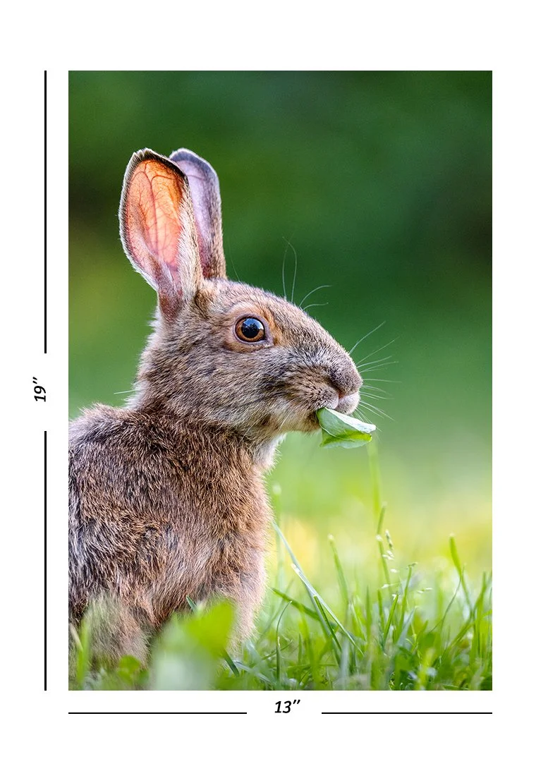 Taille_13x19_Lievre.jpg