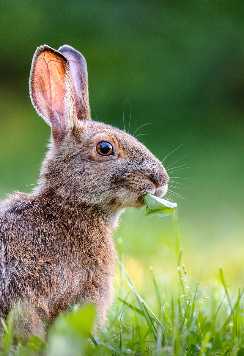 Impression photographique d'un lièvre d'Amérique
