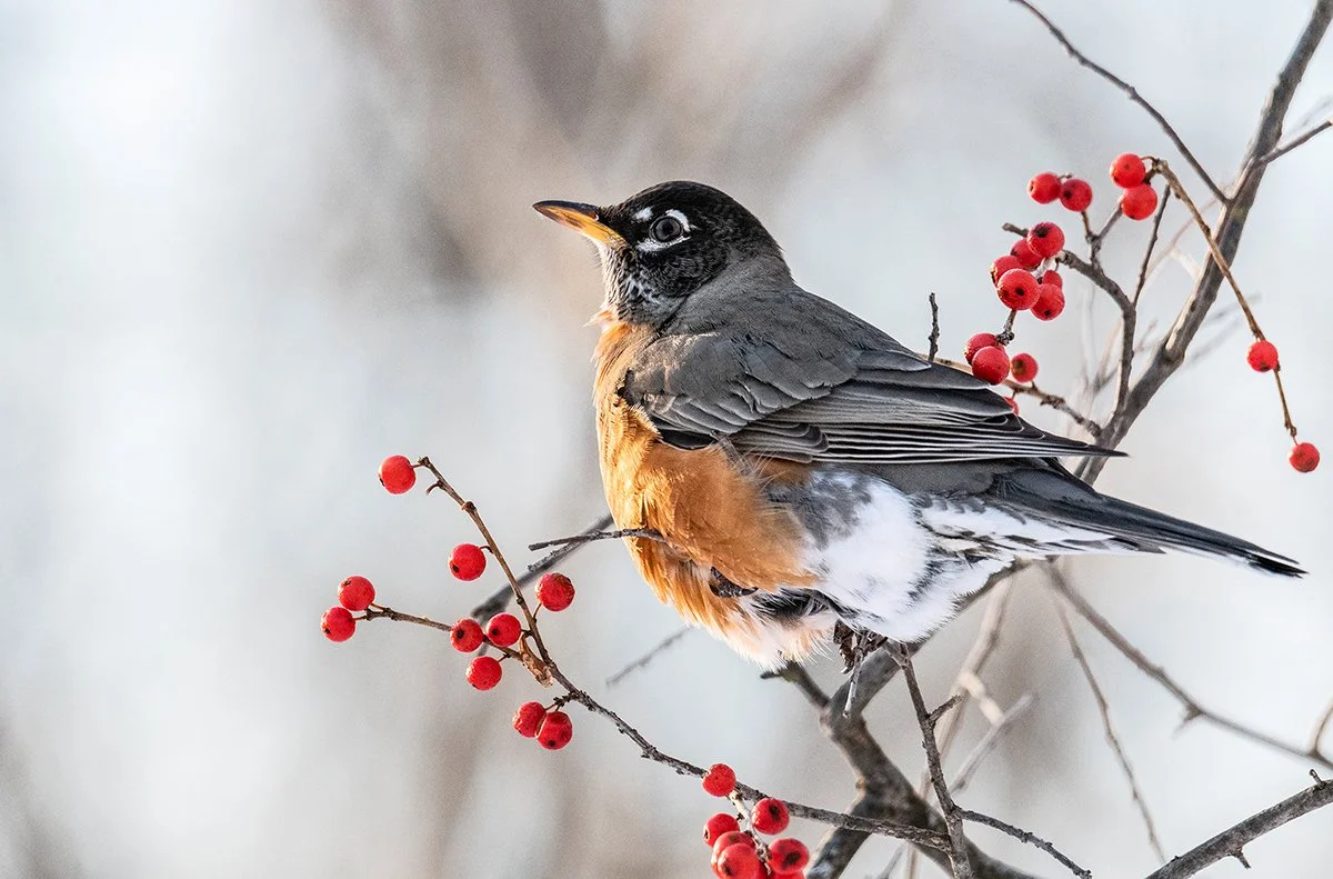Carte de souhaits « Merle d'Amérique »