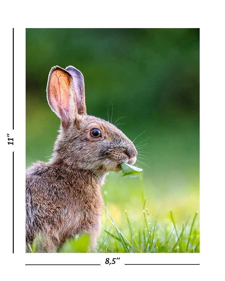 Taille_8.5x11_Lievre.jpg