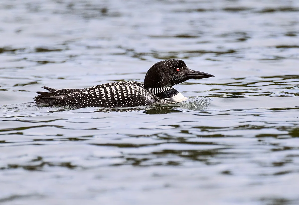 Impression photographique d'un Plongeon huard