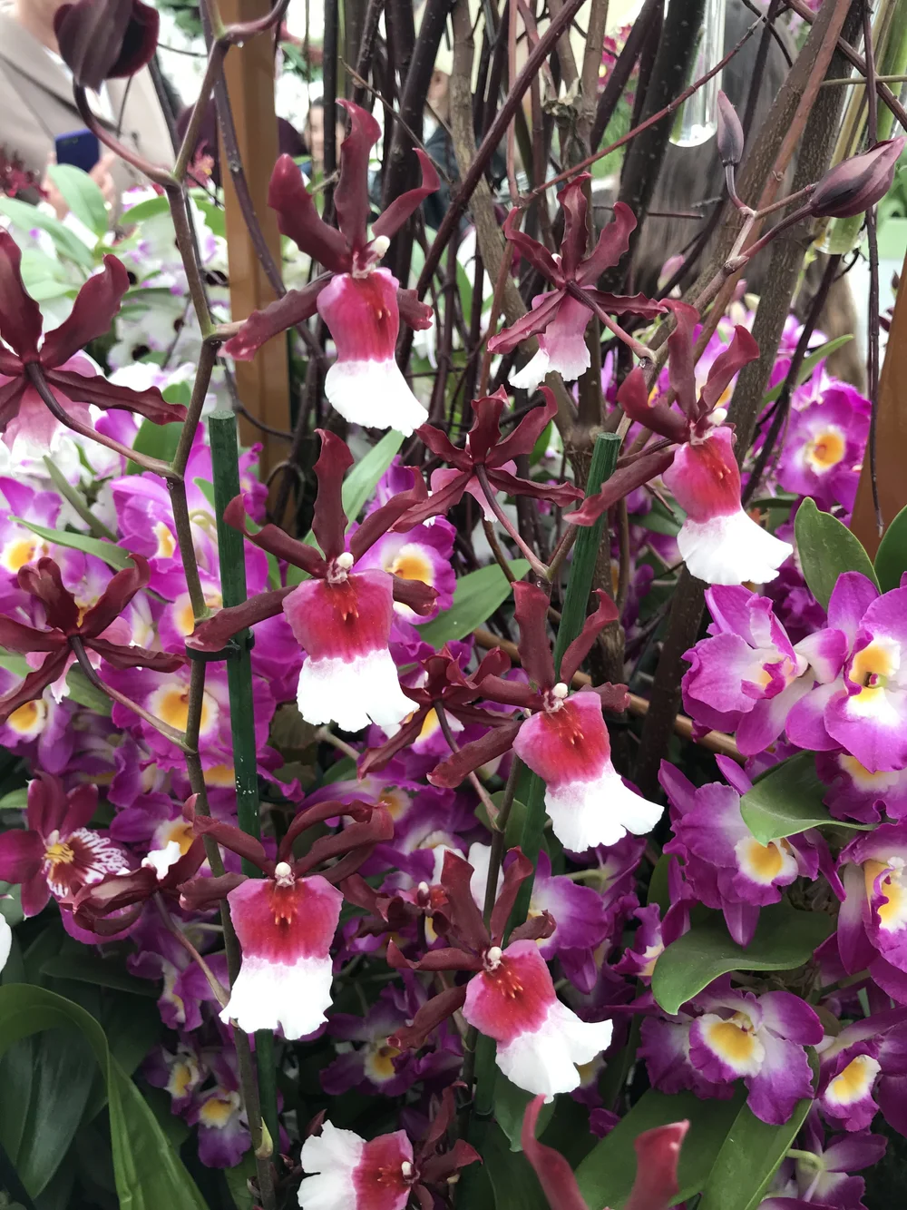 2018-04-08 16.09.49.jpg