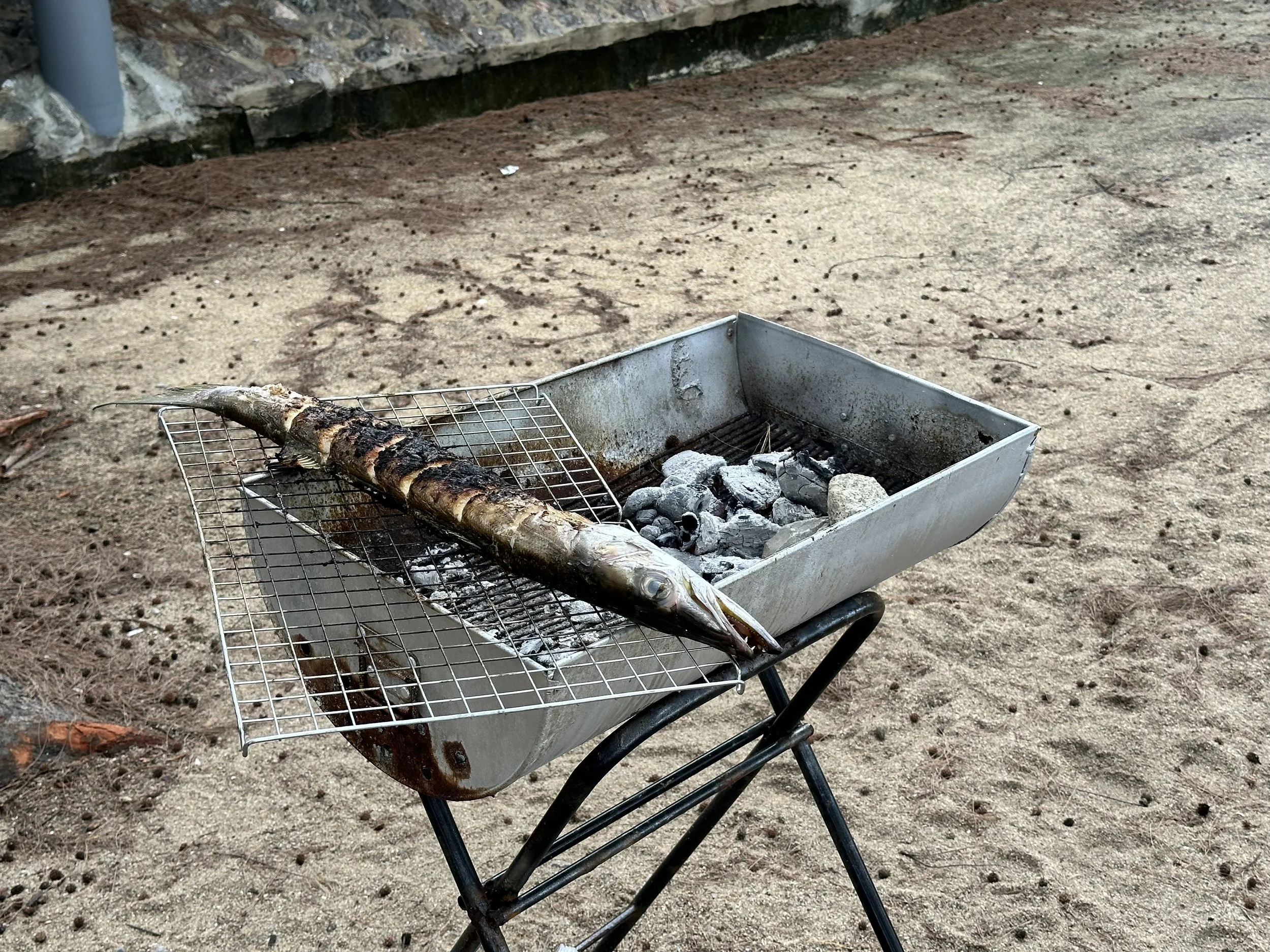 Private guests grilling fresh Barracuda at the beach. 