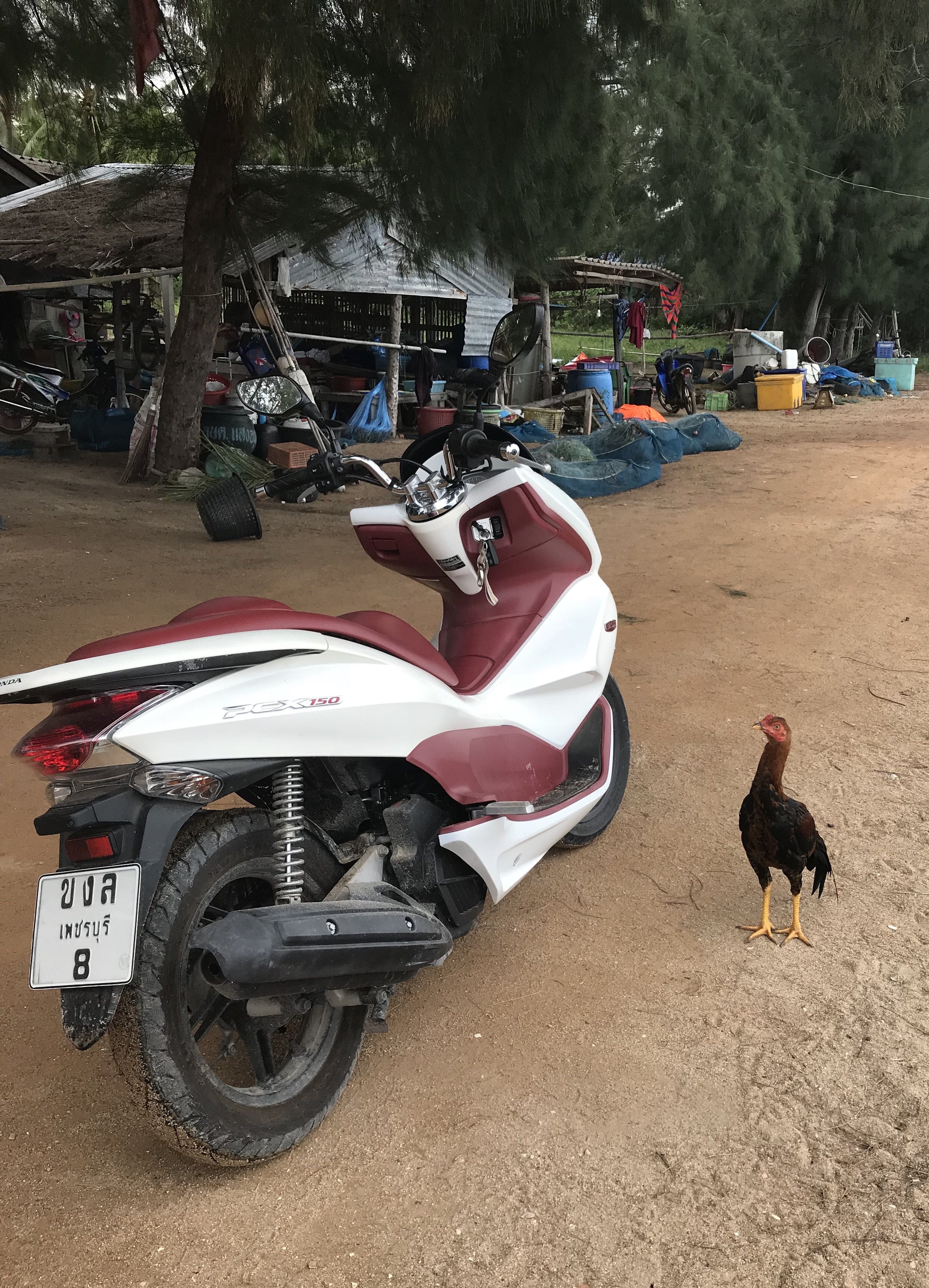 Huay Yang fishing village and rooster at the scooter