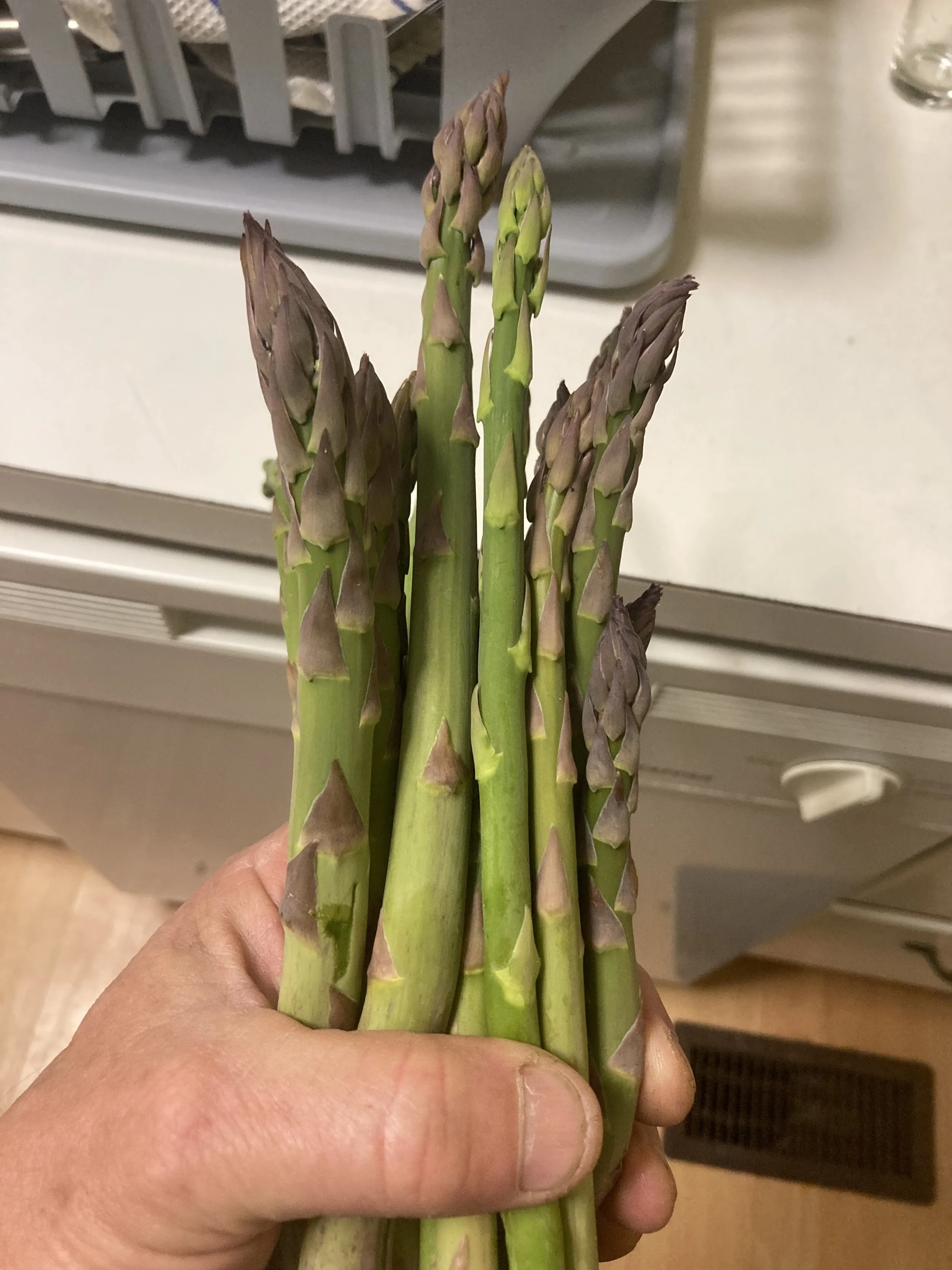 Established Asparagus patch already in place and will be ready for you to harvest in 2026!