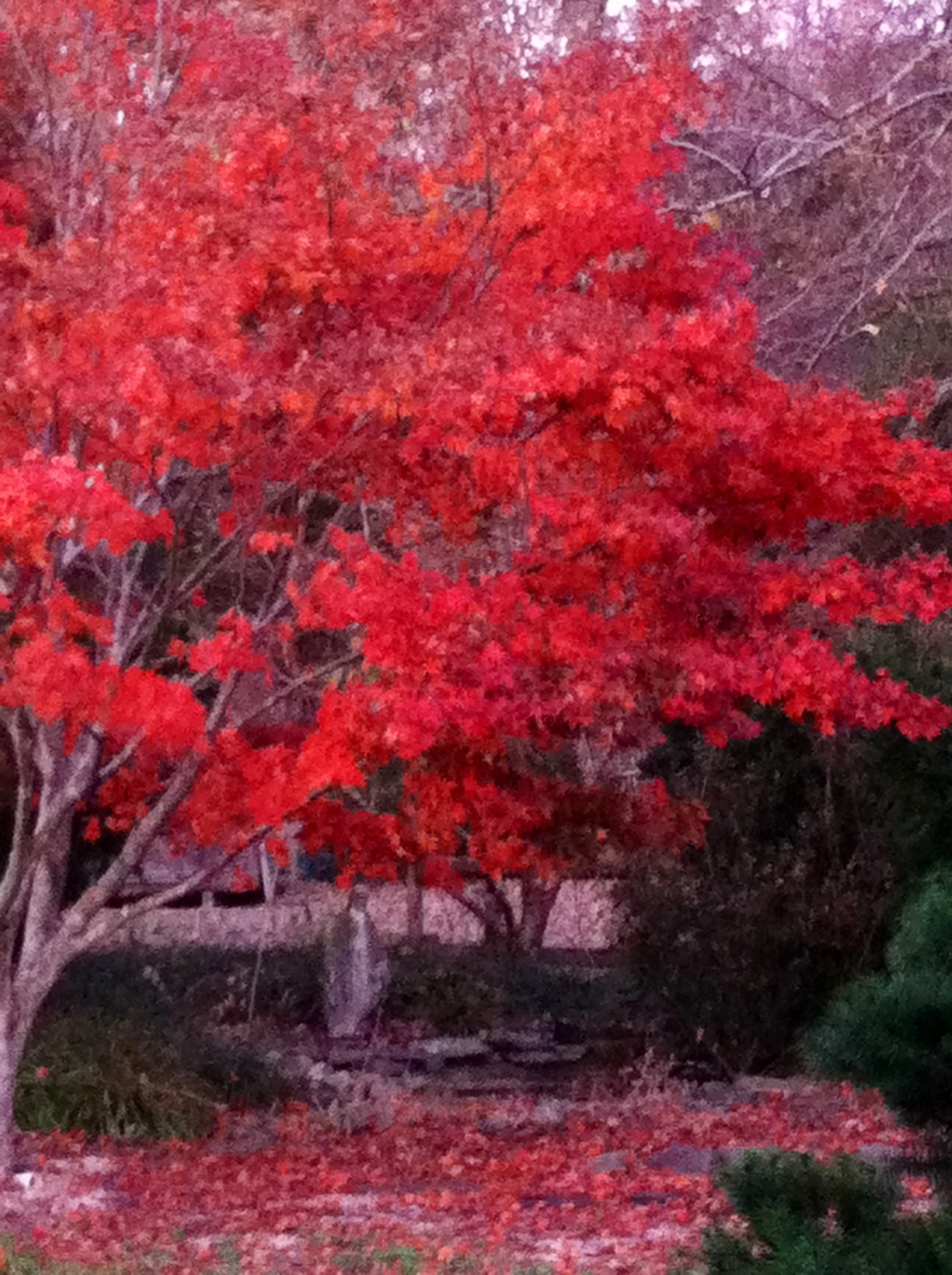 Established Fruit trees are year-round natural beauty at 8212 Brann Road creating vibrant seasonal views.