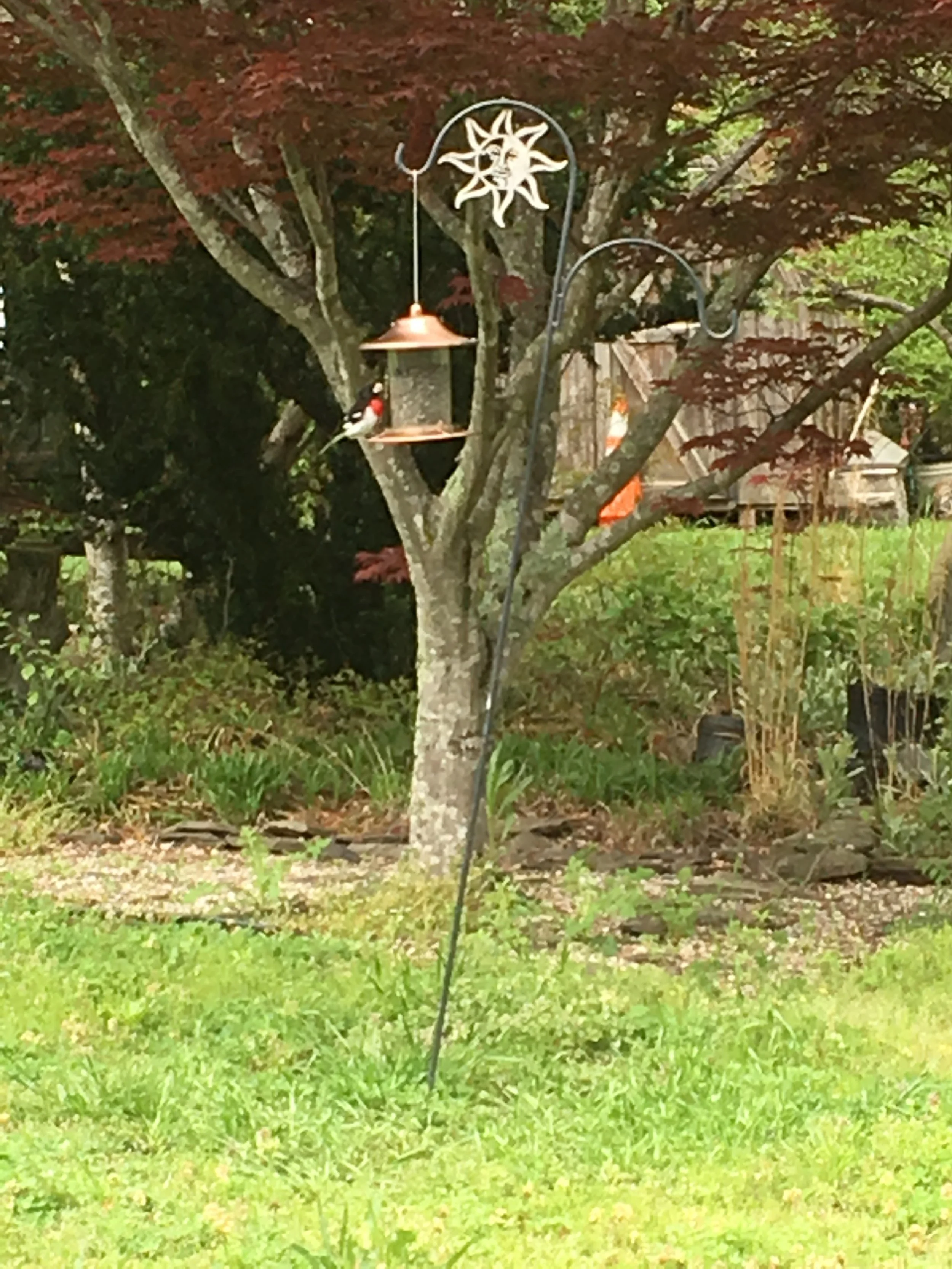 Birds and blooms and everything you want is waiting for you here at 8212 Brann Road in Browns Summit NC