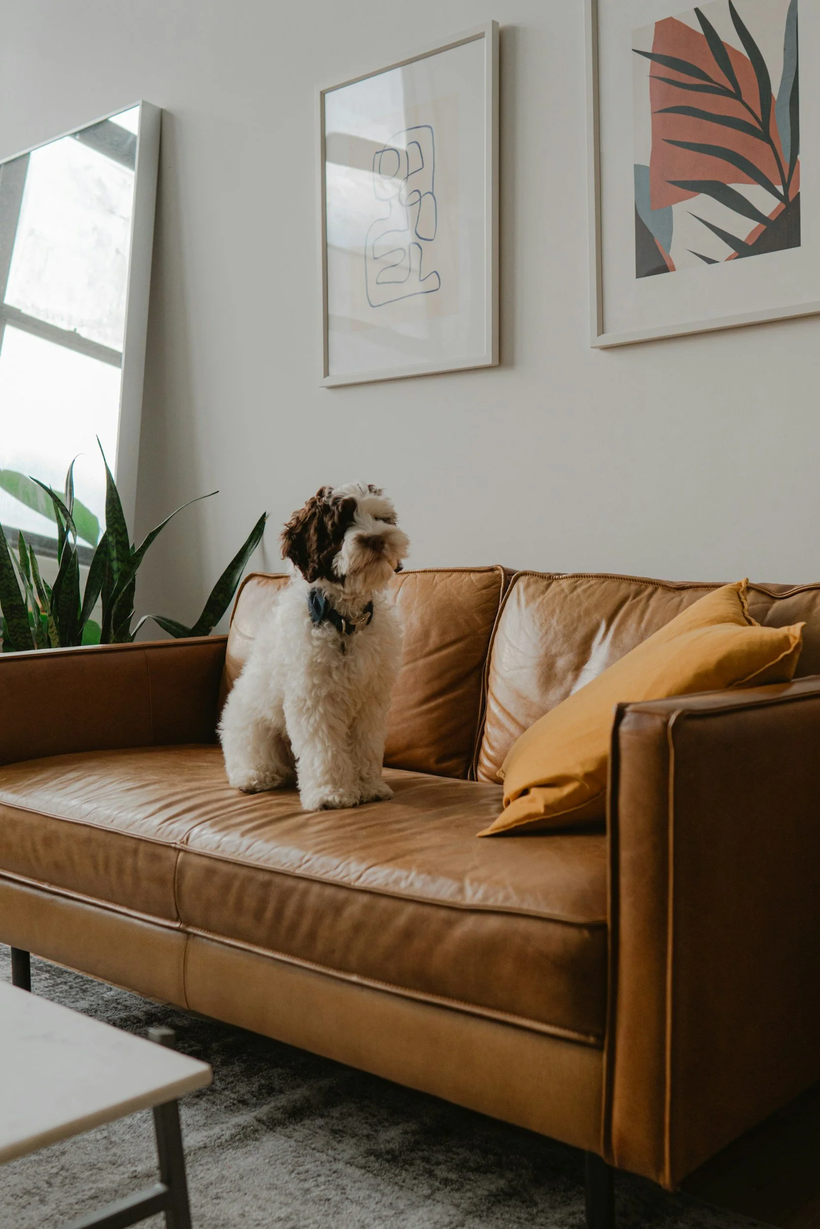 Can an Airbnb Host Charge a Pet Fee for an ESA? North Carolina Rental Laws Explained