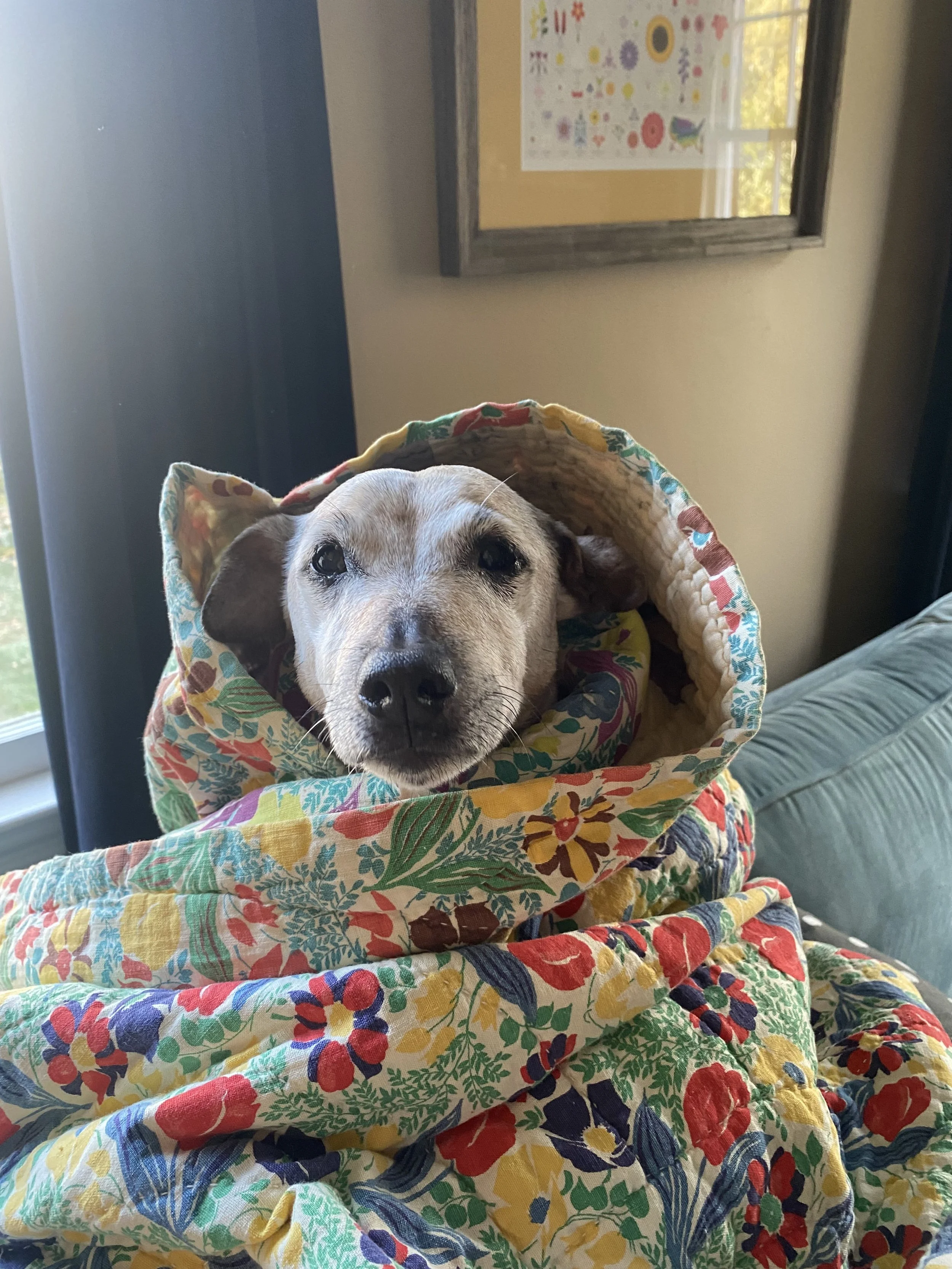 Dog Friendly Kure Beach: Beach Rules, What to Pack, and a Rental With a Fenced Yard and Outdoor Shower