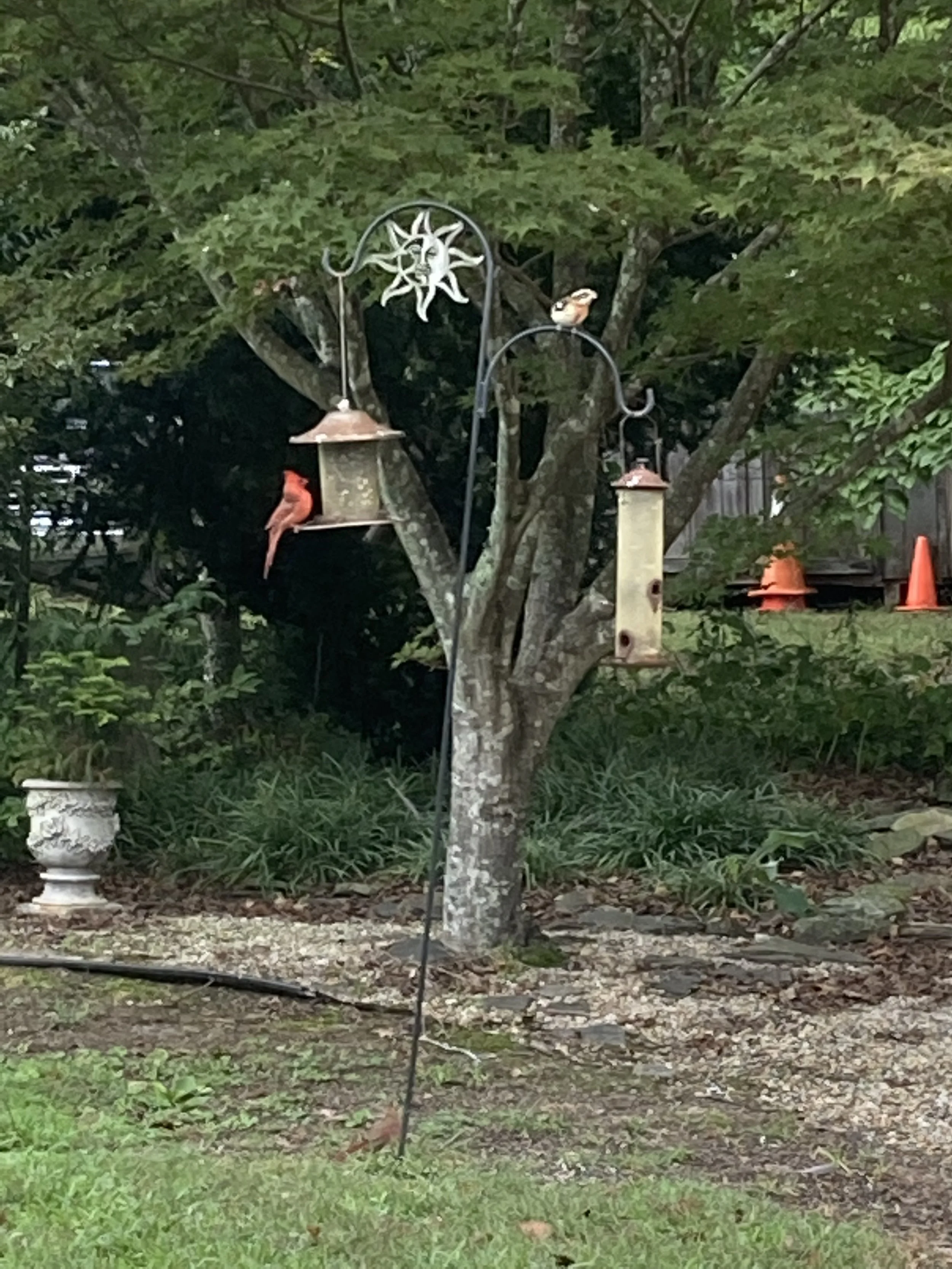 8212 Brann Road. is home to numerous species of birds and wildlife
