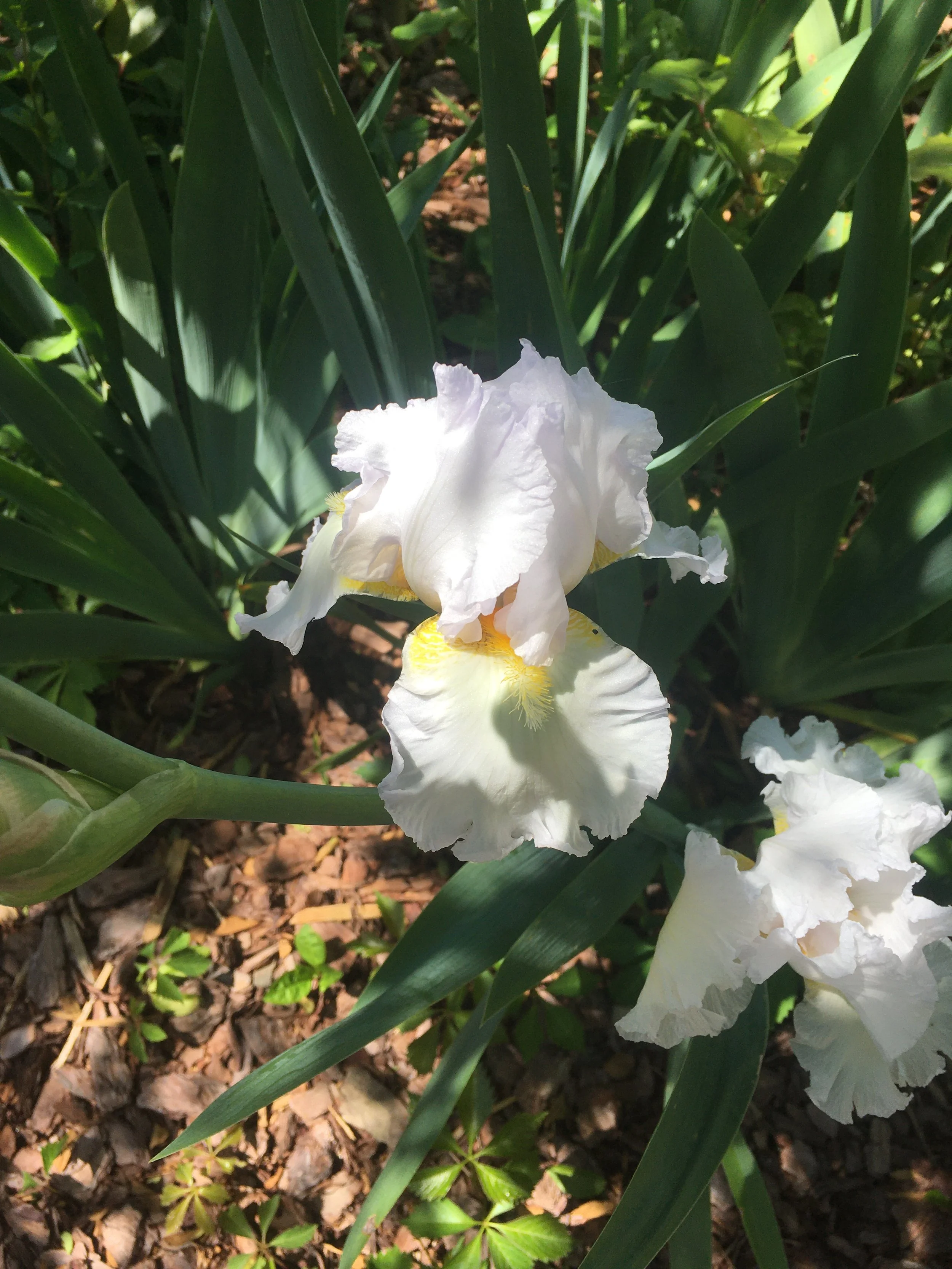 Iris and numerous flowers pop out every spring and summer at this Browns Summit Home.
