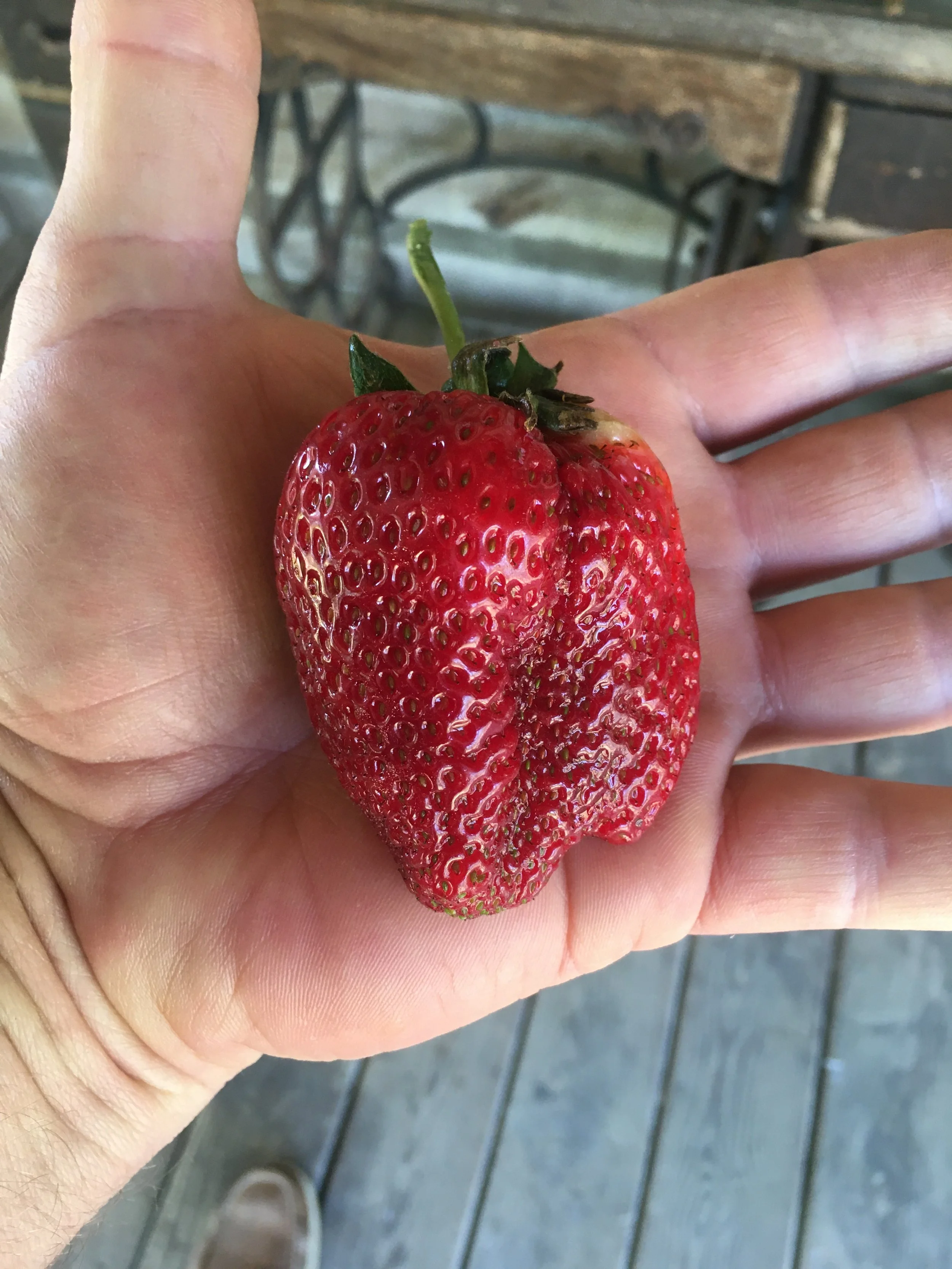 From the Strawberry patch at 8212 Brann Road in Browns Summit
