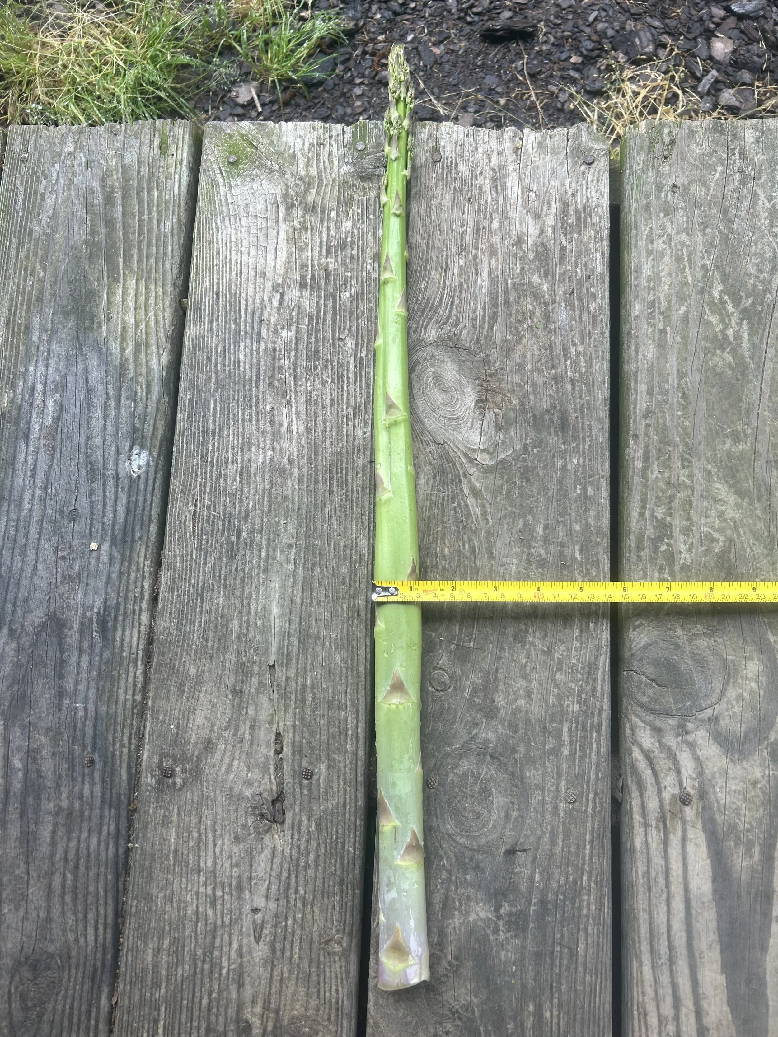 Check out this beautiful asparagus grown at 8212 Brann Road in Browns Summit NC !!