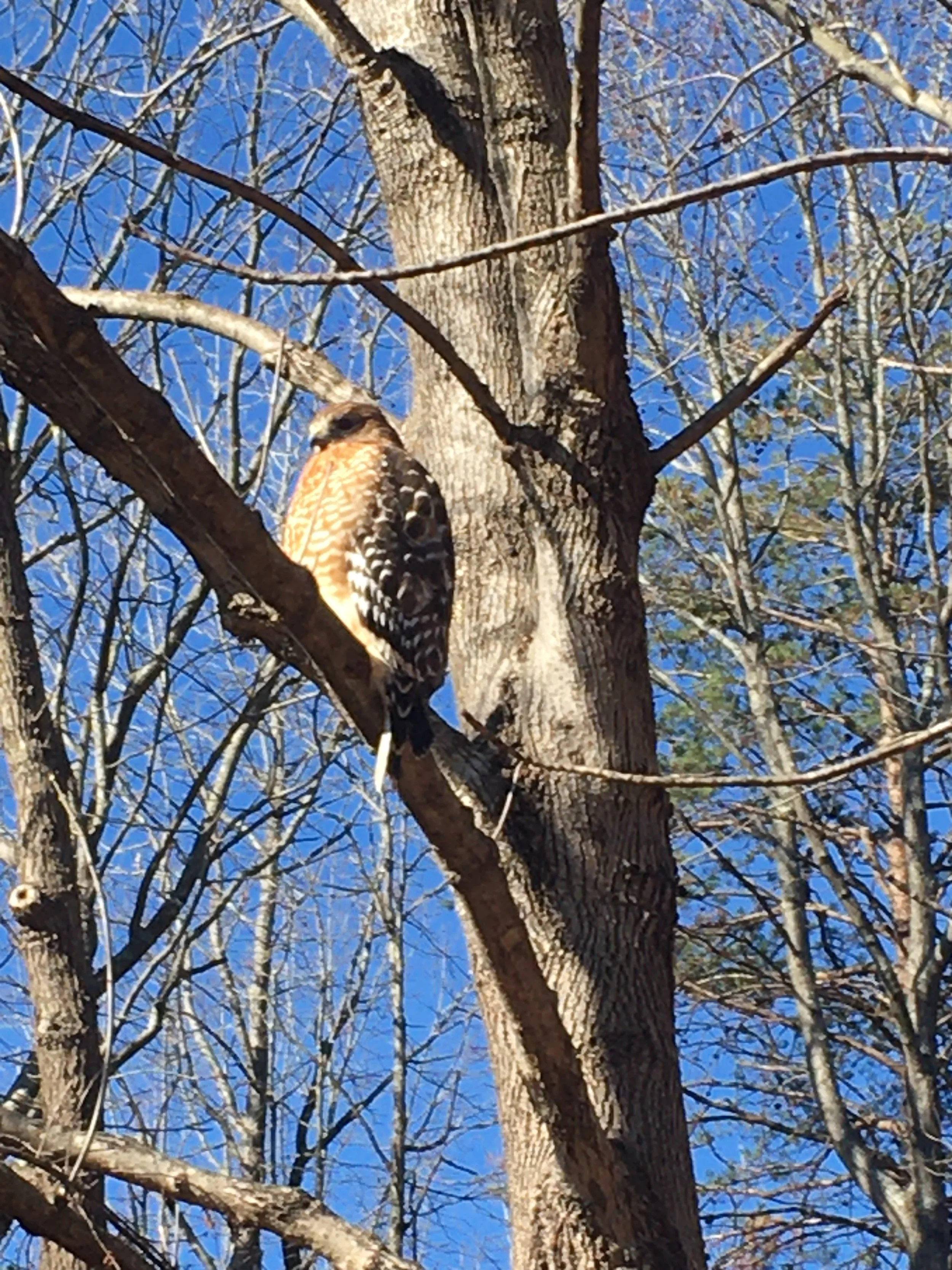 More wildlife viewing at 8212 Brann Road in Browns Summit