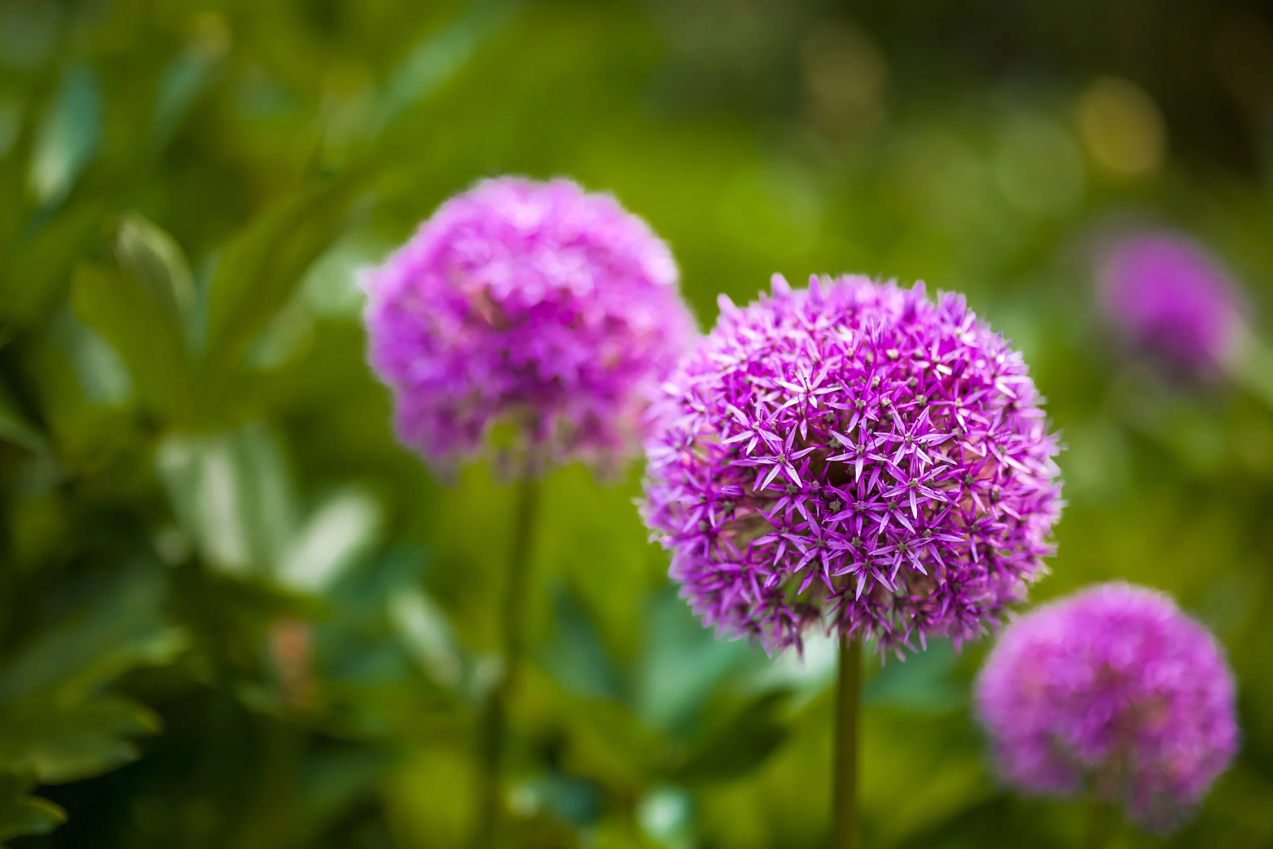 Surrey Acres Ltd - Allium .jpeg