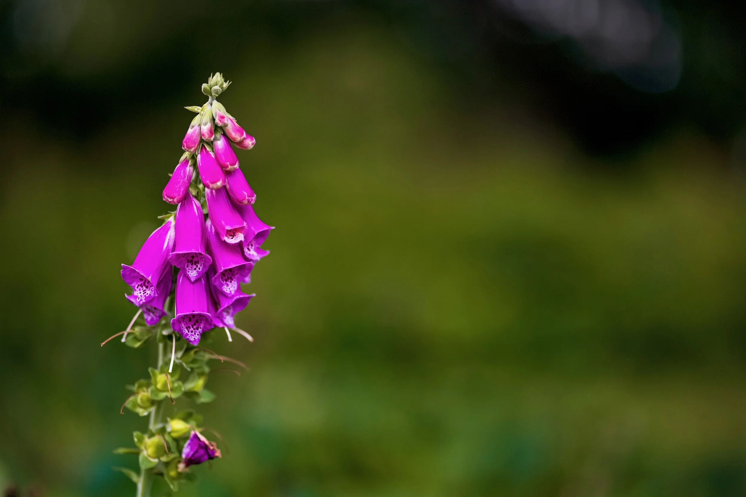 Surrey Acres Ltd - Foxglove.jpeg