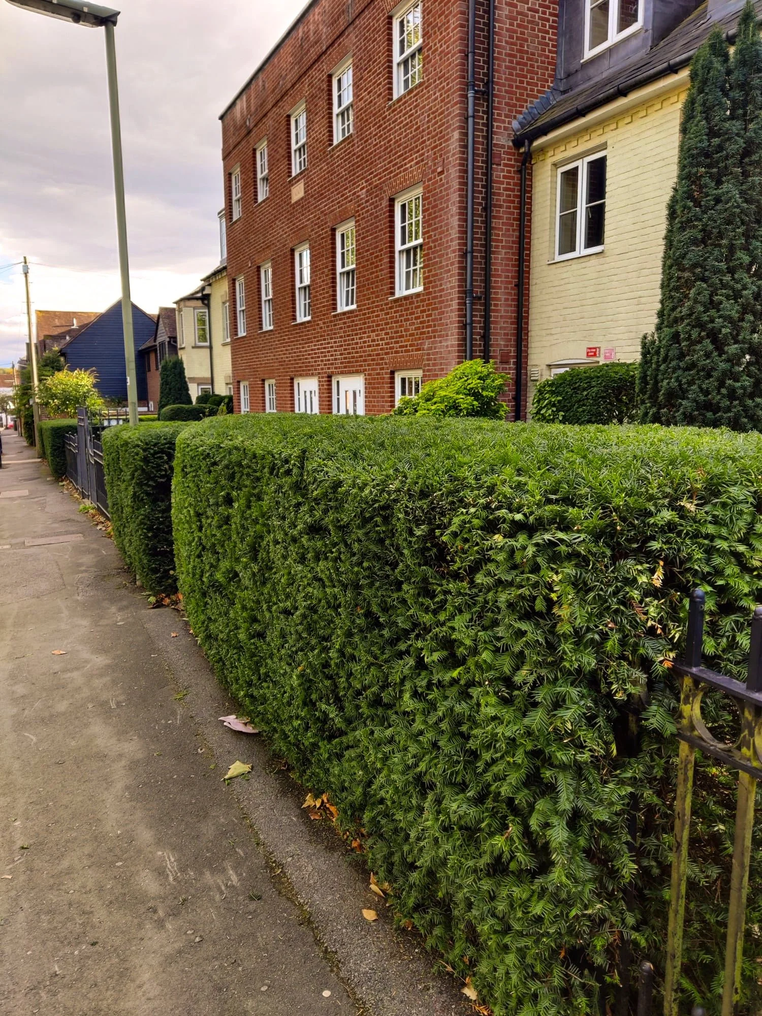 Surrey Acres Ltd - Hedges.jpeg