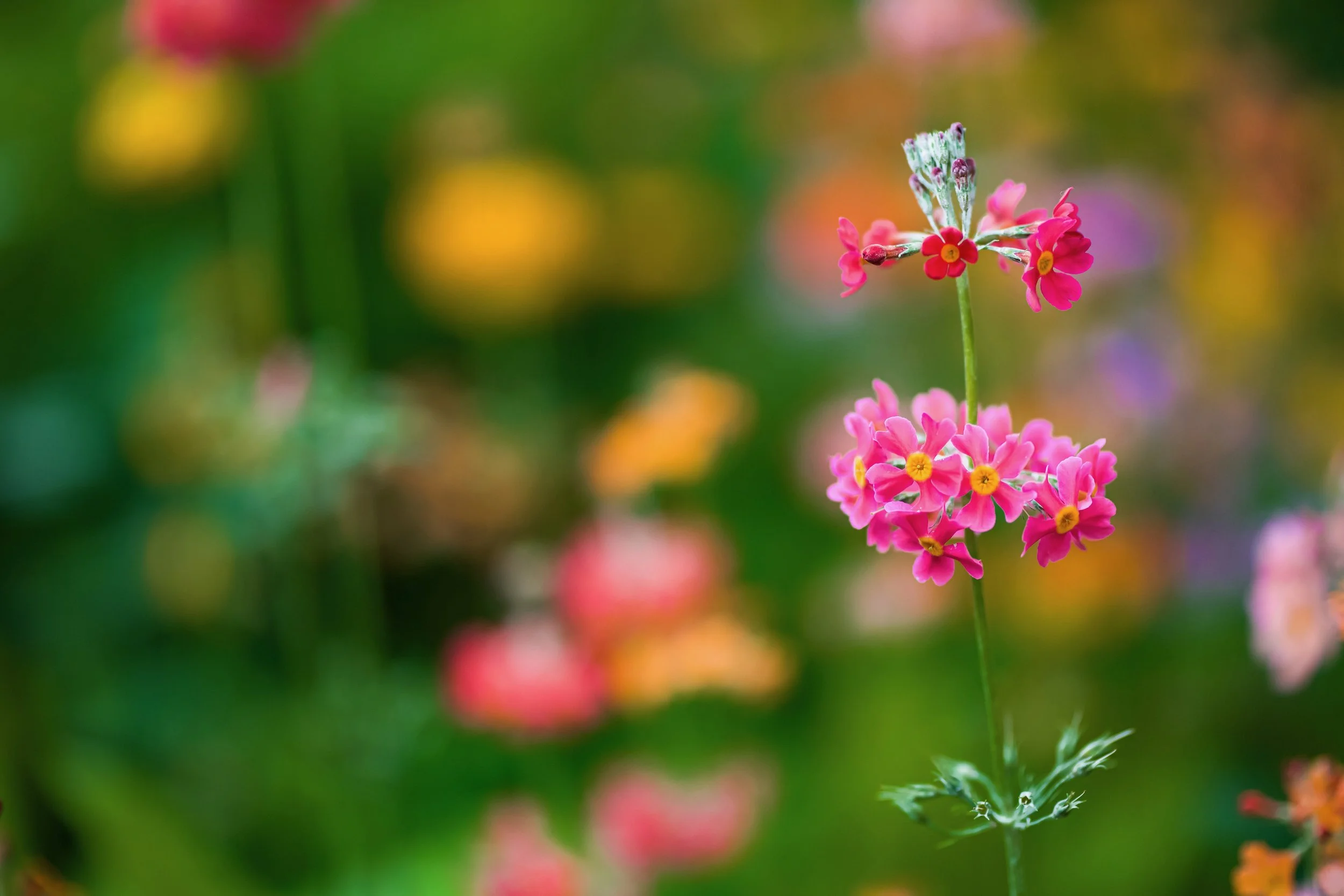 Surrey Acres Ltd - Spring Flowers.jpeg