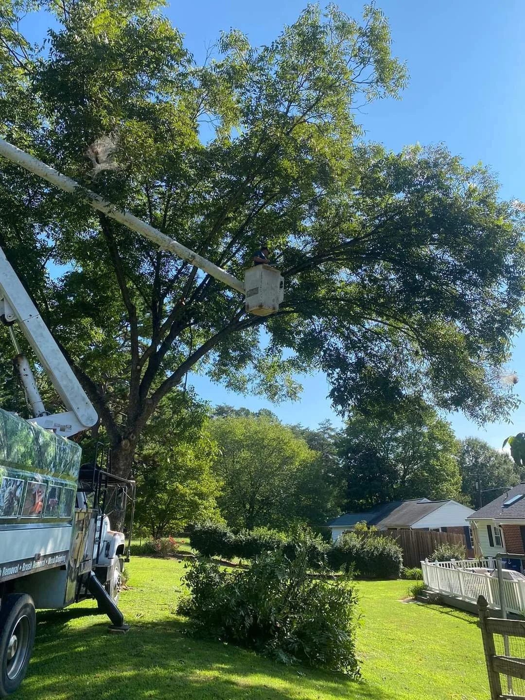 BEFORE: Trim trees to keep them healthy
