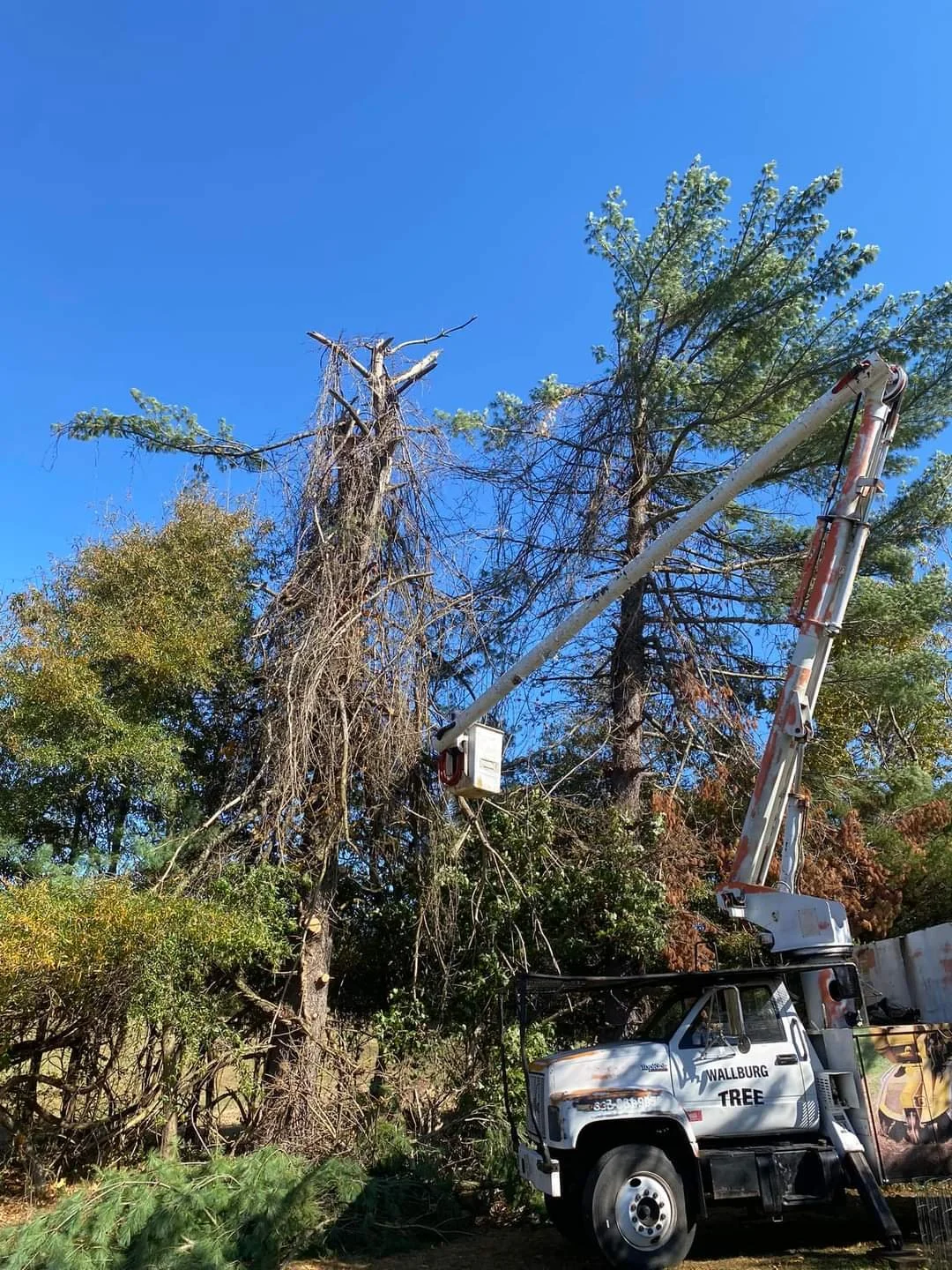 Removal of dead trees