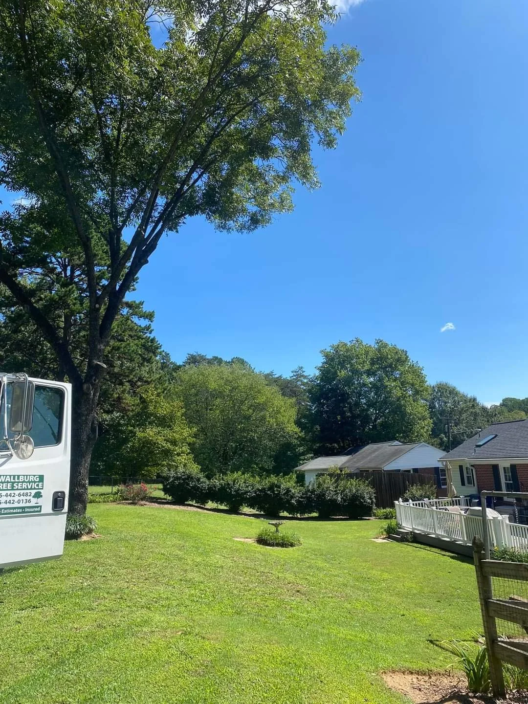 AFTER: Tree trim