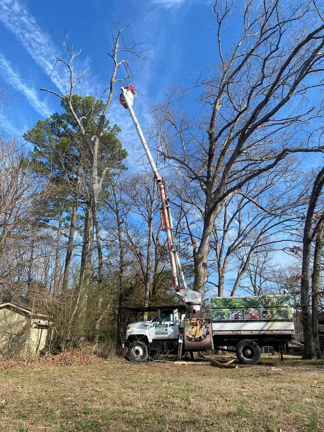 Proactively address dead trees
