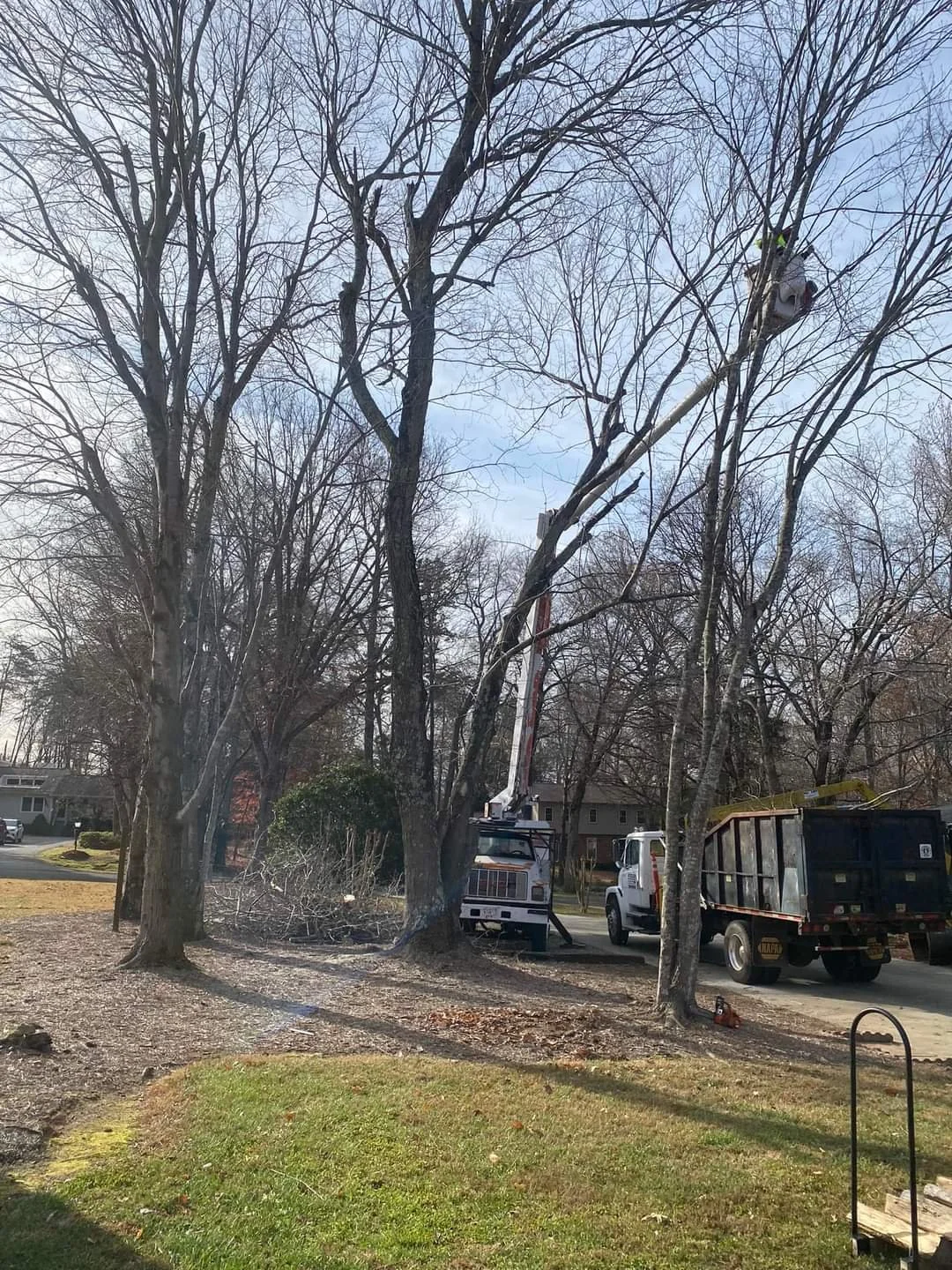 Removing trees for a new garage!