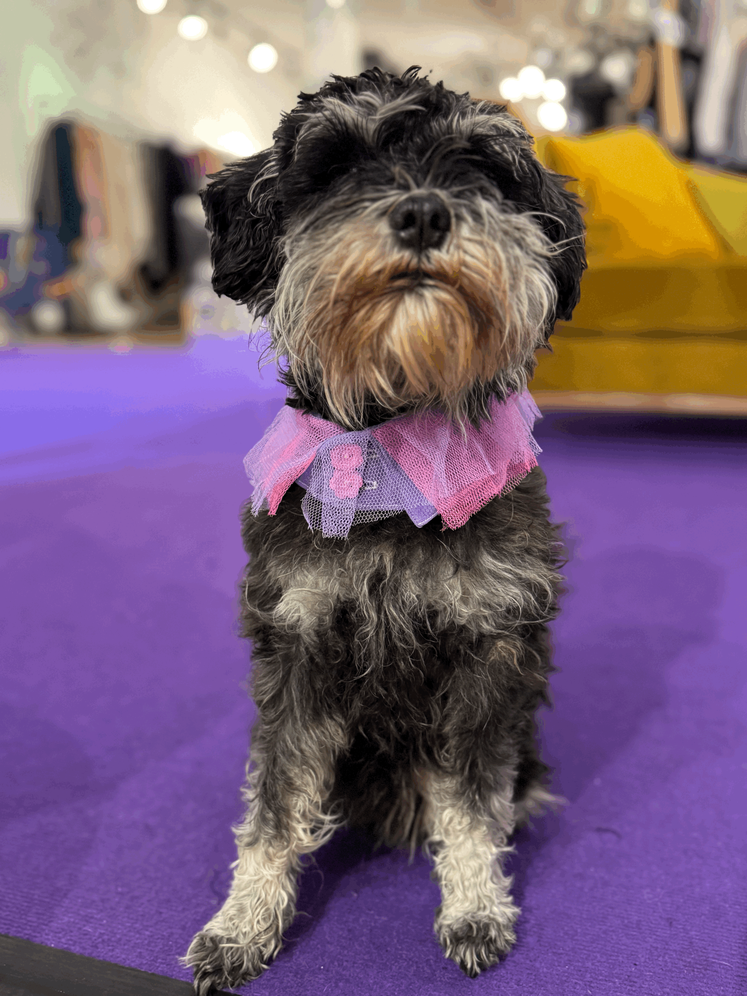 Hundekragen Pinklady