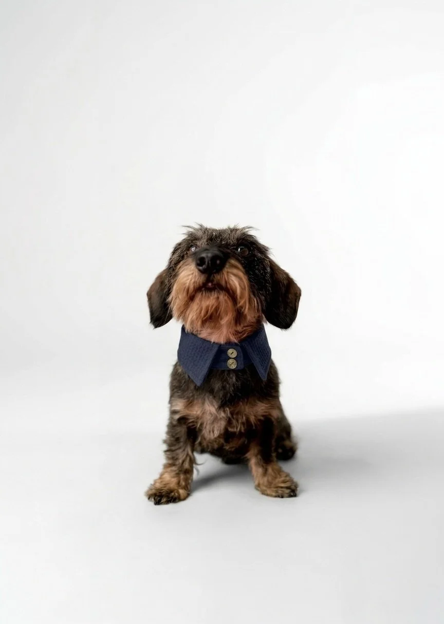 Hundekragen blau mit Muster