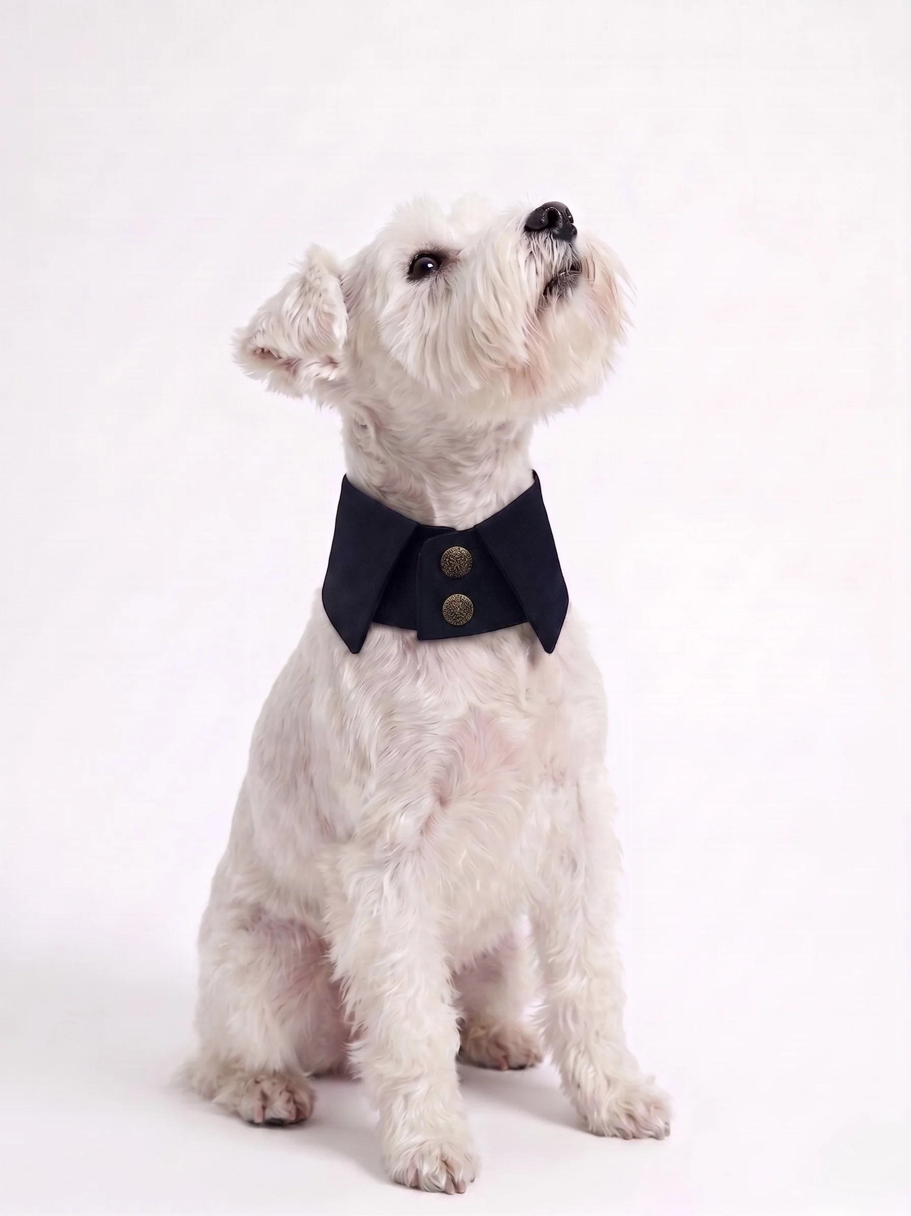 Hundekragen schwarz angelia kauffmann modedesign .jpeg