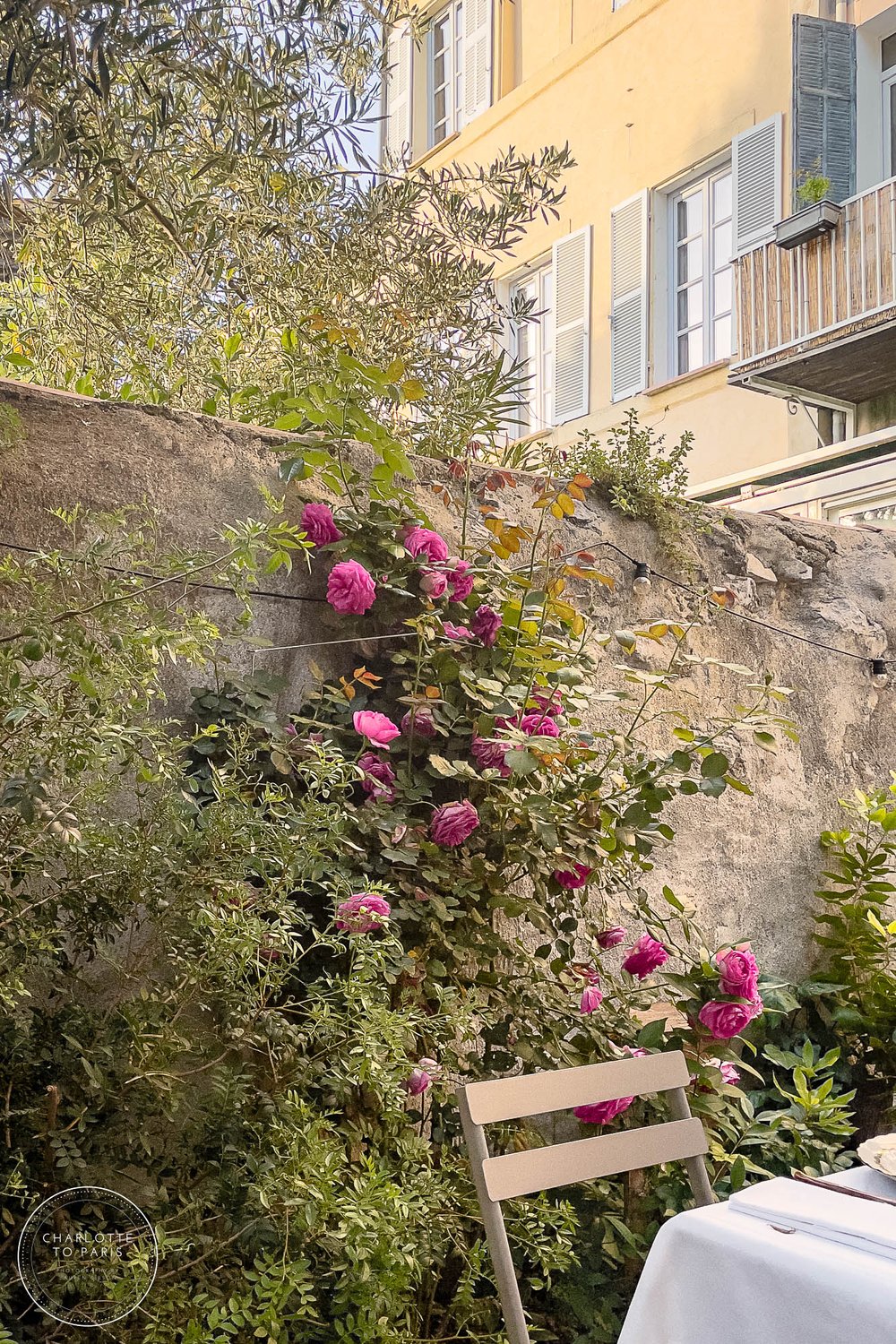 rambling rose vines climb the stone wall