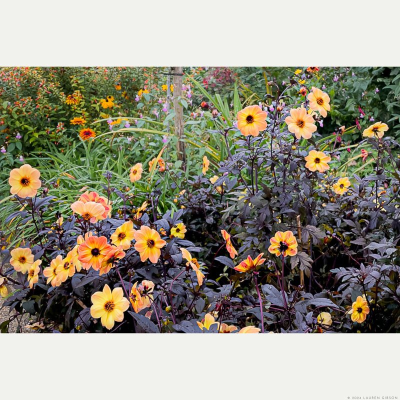 Orange Blooms, Clos Normand, Monet's Gardens
