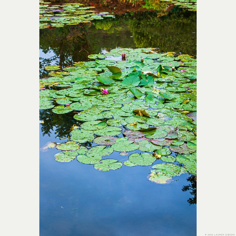 Water Lilies, After the Rain, Giverny