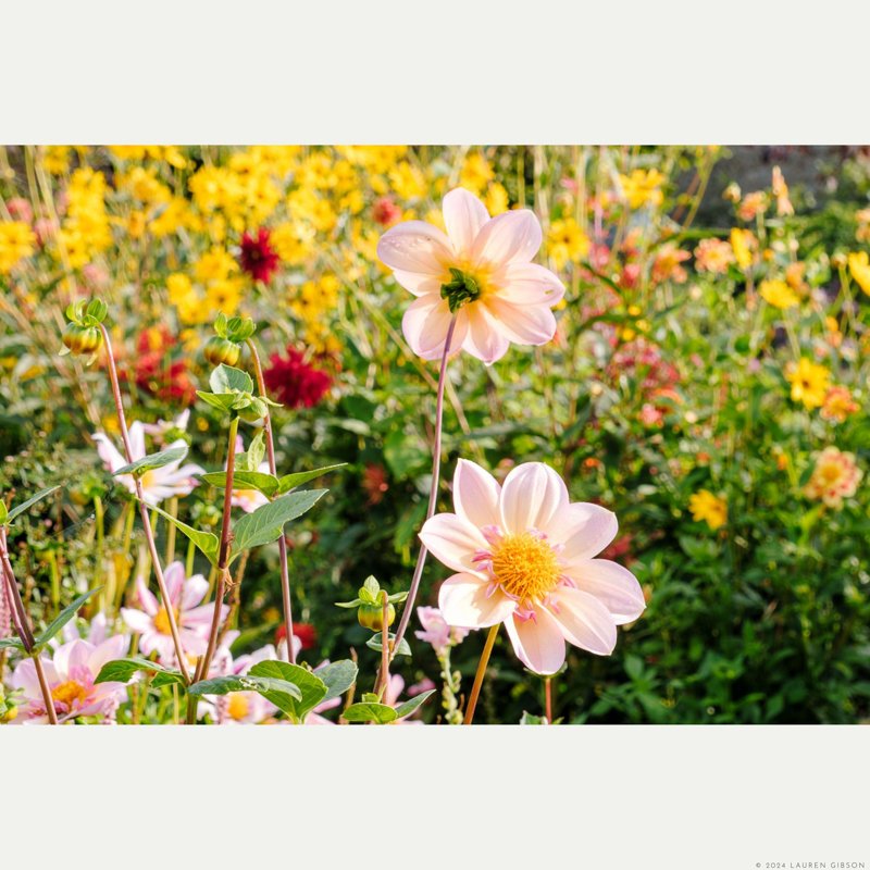 September Blooms, Monet's Gardens