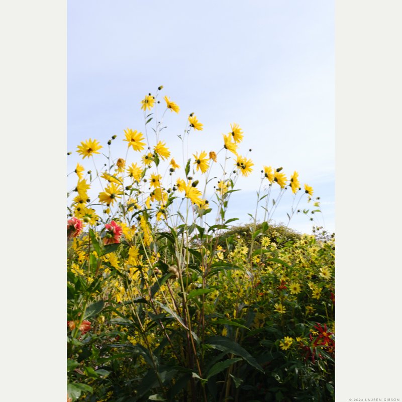 Yellow Flower Crown, Blue September Sky in Giverny