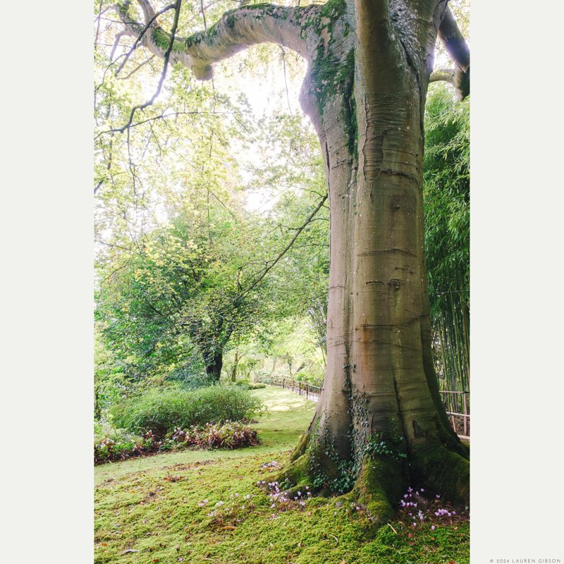 Tree and Moss, Monet's Garden