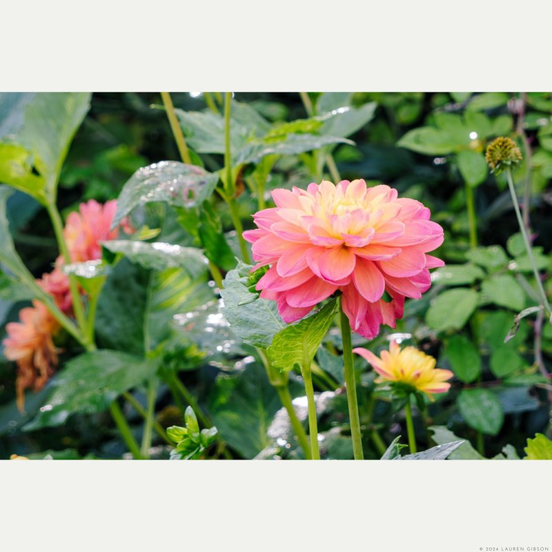 September Bloom, Pink