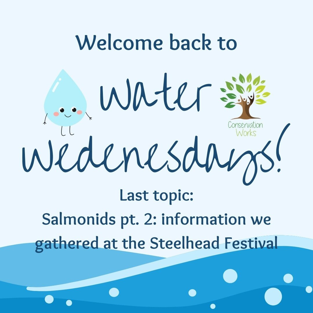 Welcome back to Water Wednesdays with Conservation Works! The topic for this week's final installment of our 10-part series is Salmonids Part 2! In this final Water Wednesday we're sharing some of the information we learned at the Steelhead Festival.