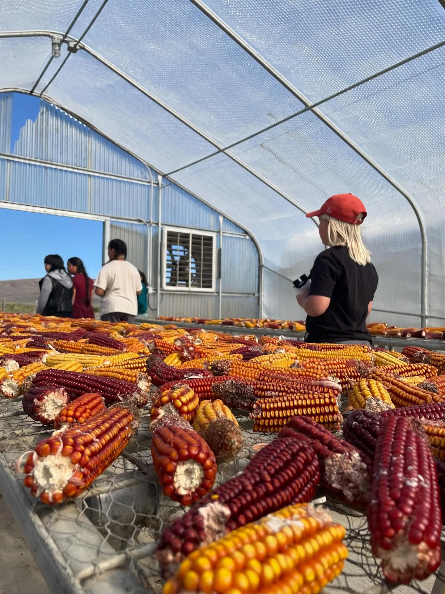 This fall, we joined the TEAM — Teaching Environmental and Agricultural Memories — for a hands-on field trip with the Sonoma and Gold Ridge RCDs! 🐝
Students explored a CSA farm in Petaluma, met the animals, tasted the harvest, and disco