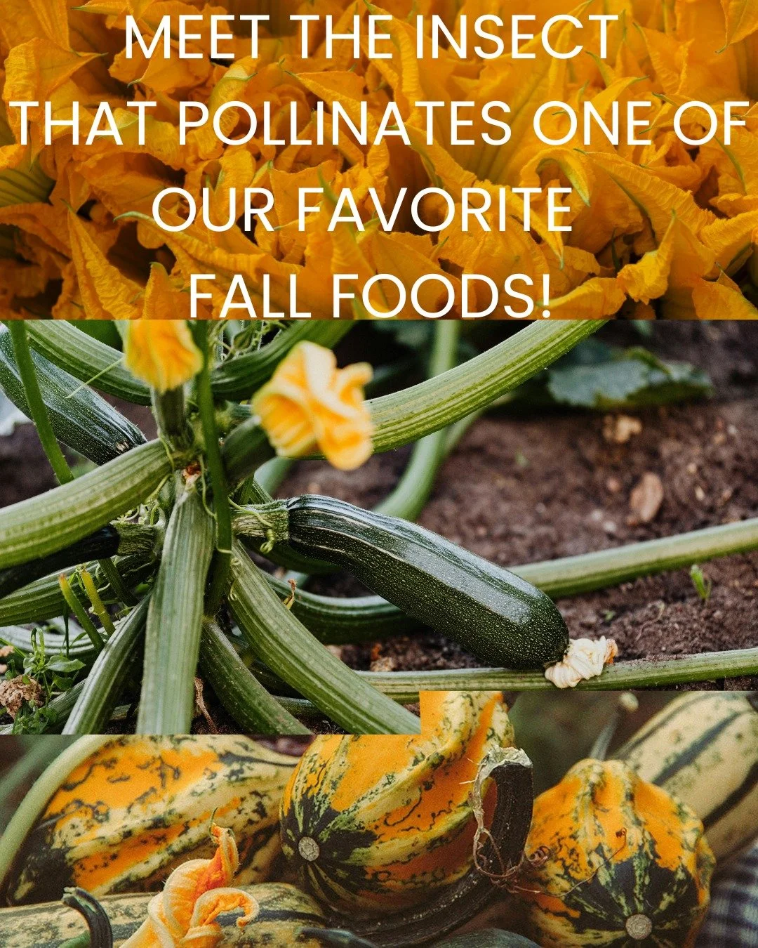 This Thursday, we&rsquo;re giving BIG thanks to our native pollinator MVP: the Squash Bee! 🐝🧡🎃 

Squash Bees work hard to help us grow pumpkins, squash, and all things cucurbit. If you are growing these crops in your garden, it is not unlikely tha