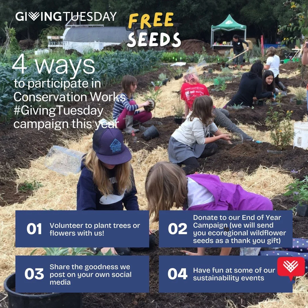 Giving Tuesday is the best time to plant wildflower seeds, and we are raising the funds we need to keep planting habitat across our region. When you make a donation today, we will send you ecoregional wildflower seeds so you can help create more poll