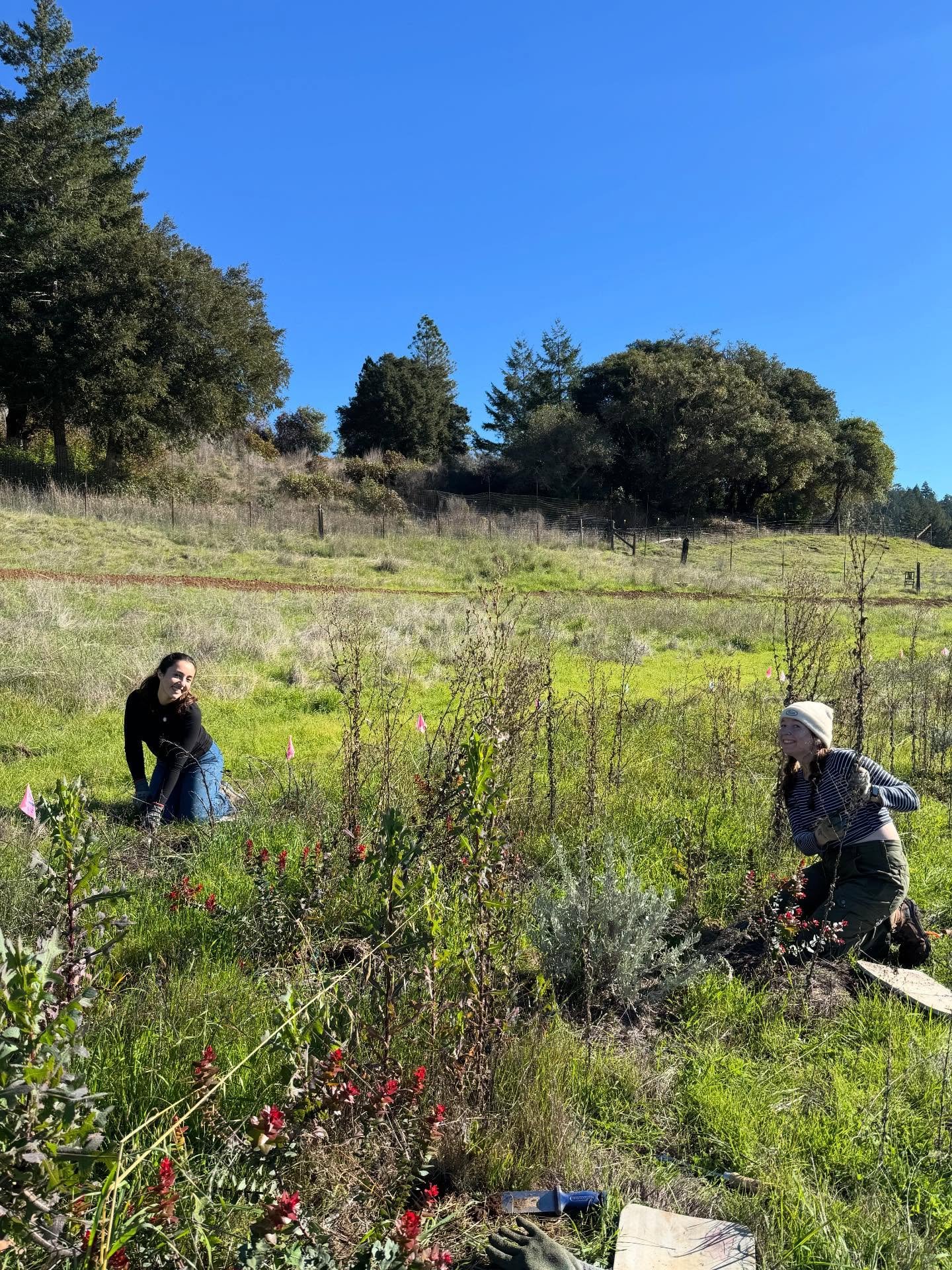 Big Mesa Farm check-in! 🌿🐝

The pollinator hedgerow we planted in April 2024 is thriving, and we couldn&rsquo;t be more excited. 🌼✨

Endless gratitude to the volunteers who made it happen &mdash; here&rsquo;s to supporting our pollinators every st