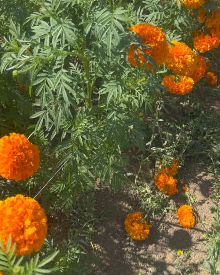 🦋🌱✨ Planting for Pollinators ✨🌱🦋

Did you know butterflies and moths each have specific plants they rely on to raise their young?
These host plants are where they lay their eggs&mdash;and where their caterpillars get their first meal.

What&rsquo