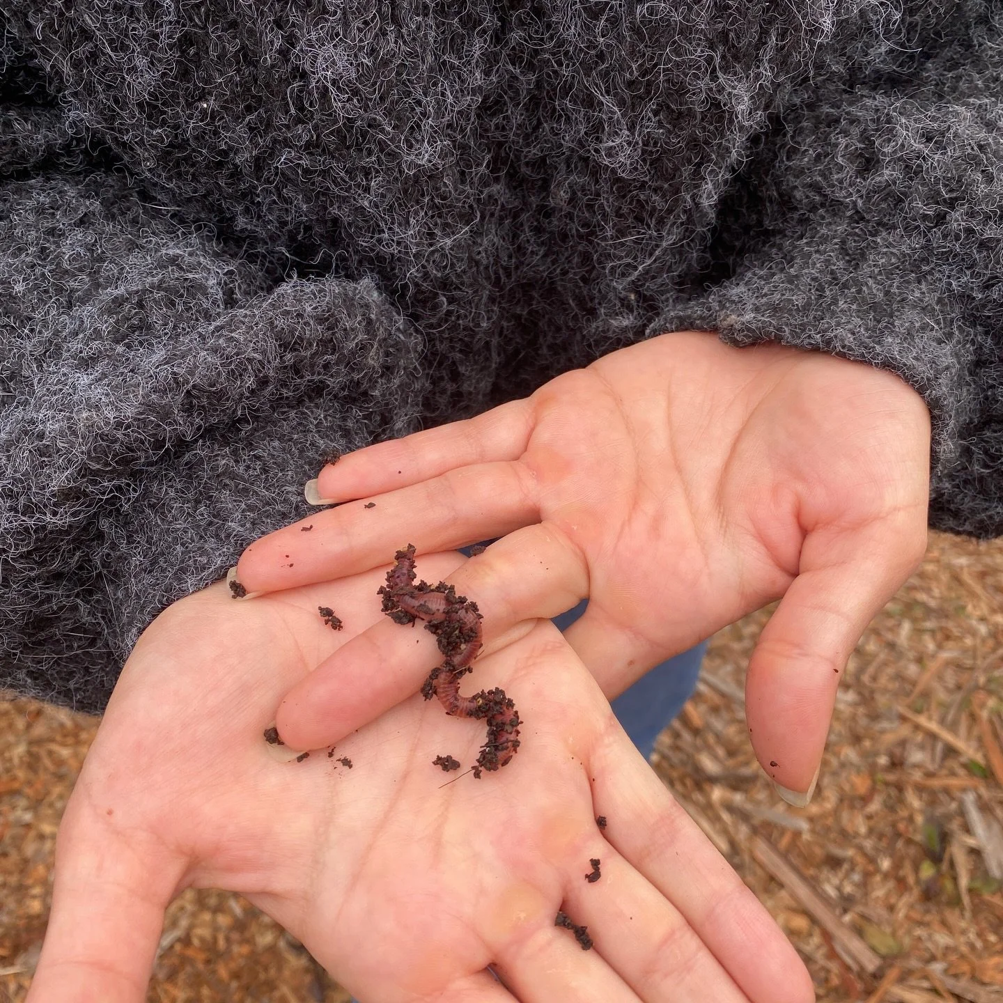 We 🫶🏼worms! 🪱

Conservation Works&rsquo; @caclimateaction fellows were thrilled to host a vermicomposting workshop here at our office this past week! We taught community folks how and why composting works, how to set up your own bin at home, and b