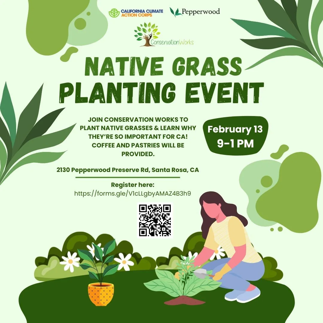 Registration is now open to join Conservation Works in our next volunteer event! 🤝🌱

We will be planting native grasses at the beautiful Pepperwood Preserve, and discussing their importance in a post-fire ecosystem - and how amazing grasslands are 