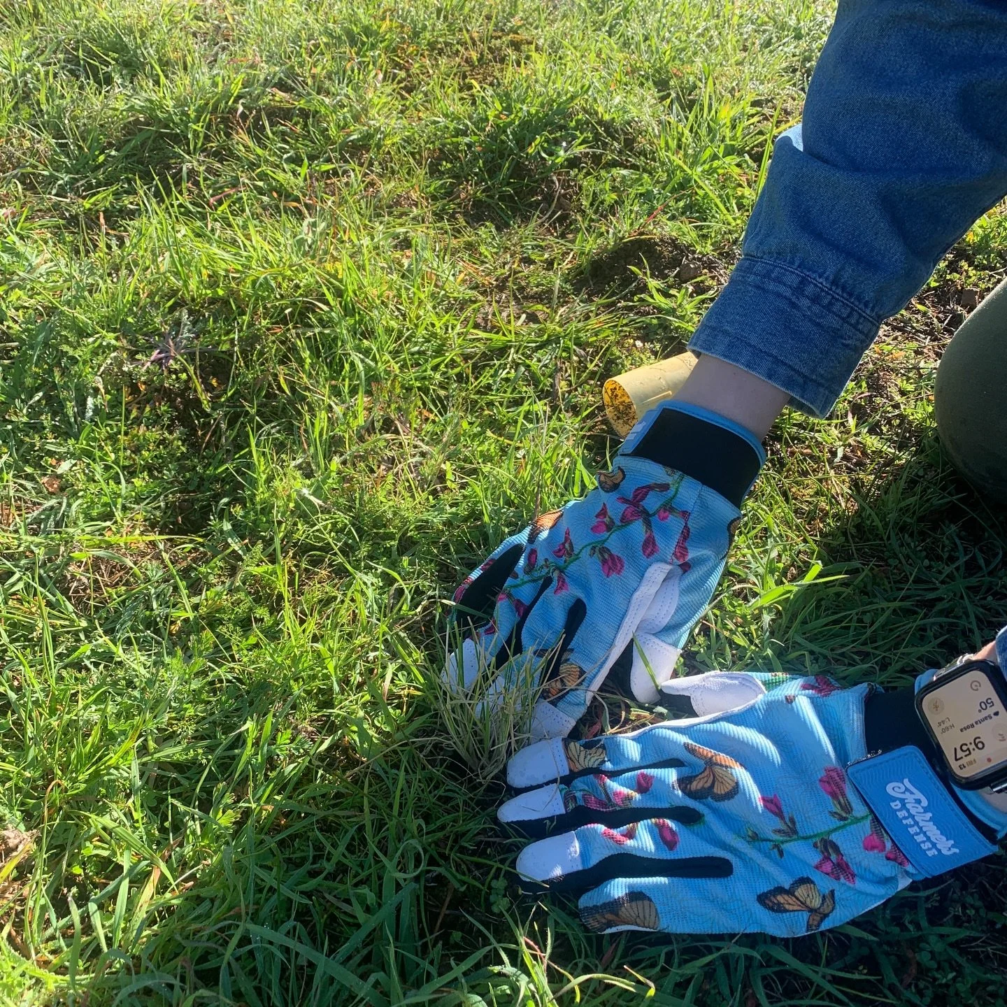 Last Friday, our @caclimateaction fellows joined @pepperwoodpreserveca in a native grass planting 🌿

We learned about the importance of our lush native grasslands for wildfire resiliency, carbon sequestration, and biodiversity as we spent an afterno