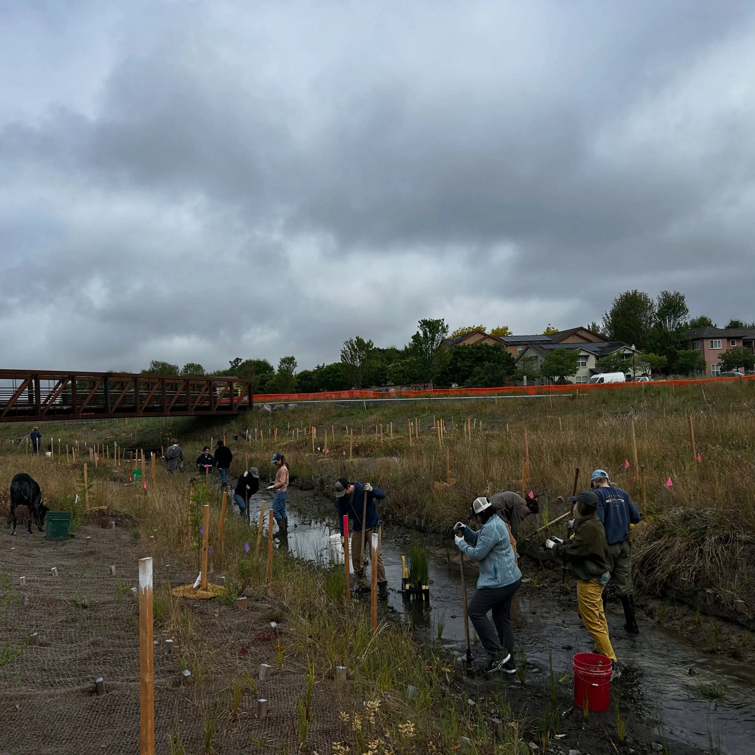 As Earth month comes to a close, our staff and @caclimateaction fellows were hard at work! 🌎

On Friday, we joined the @cityofsr on the Colgan Creek restoration project - decades in the making and nearing completion! We supported some of the final p