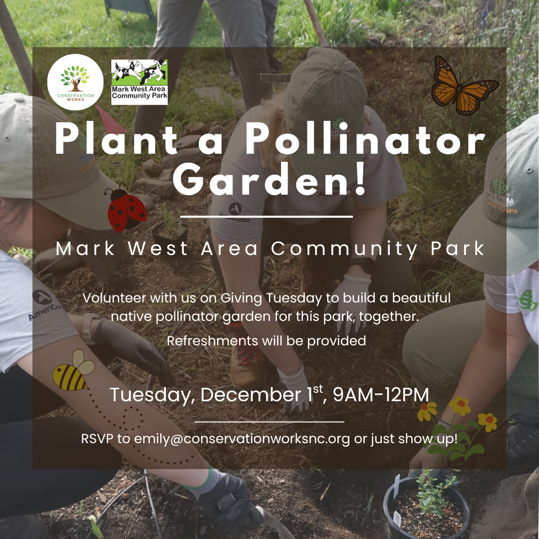 Pollinator Planting in Mark West Area