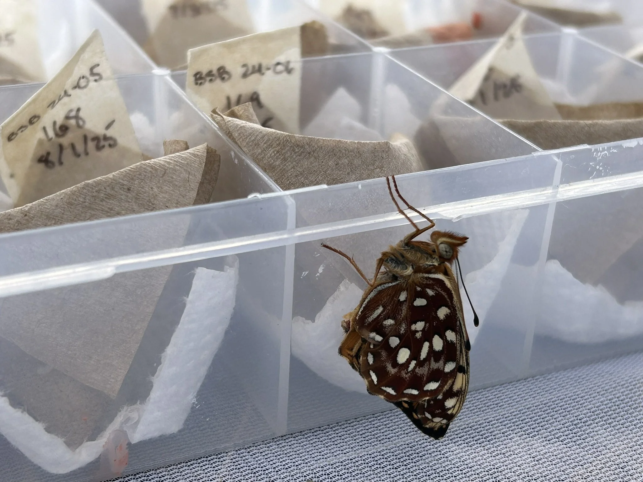 Saving the Behren's Silverspot Butterfly
